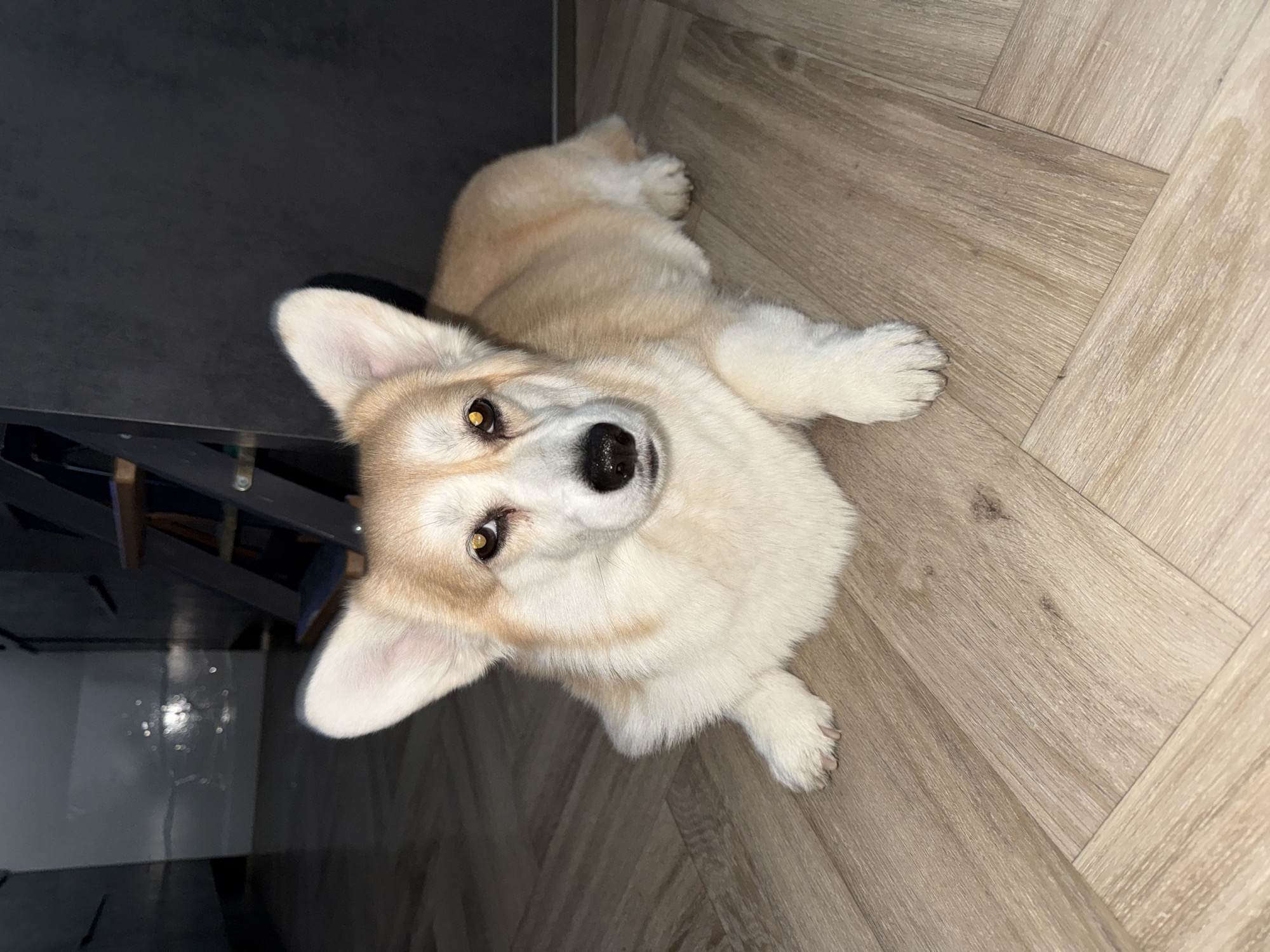 A Corgi dog with cream and light brown fur lies on a light wooden floor, laid in a herringbone pattern, in an indoor setting in Krasnoyarsk, Russia. The dog is positioned towards the center-right of the frame, looking directly upwards at the camera with an alert and curious expression. Its dark eyes have prominent yellow-gold reflections, possibly from a flash or an overhead light source, and its nose is black.
The dog's front paws are extended forward, while its hindquarters are tucked beneath its body. Its ears are perked up. The background to the left and behind the dog features a dark, possibly black or dark grey, surface that could be a wall, a piece of furniture, or a shadowed area, with some subtle reflections visible. The lighting is artificial, illuminating the dog clearly against the darker background. There is no visible text.