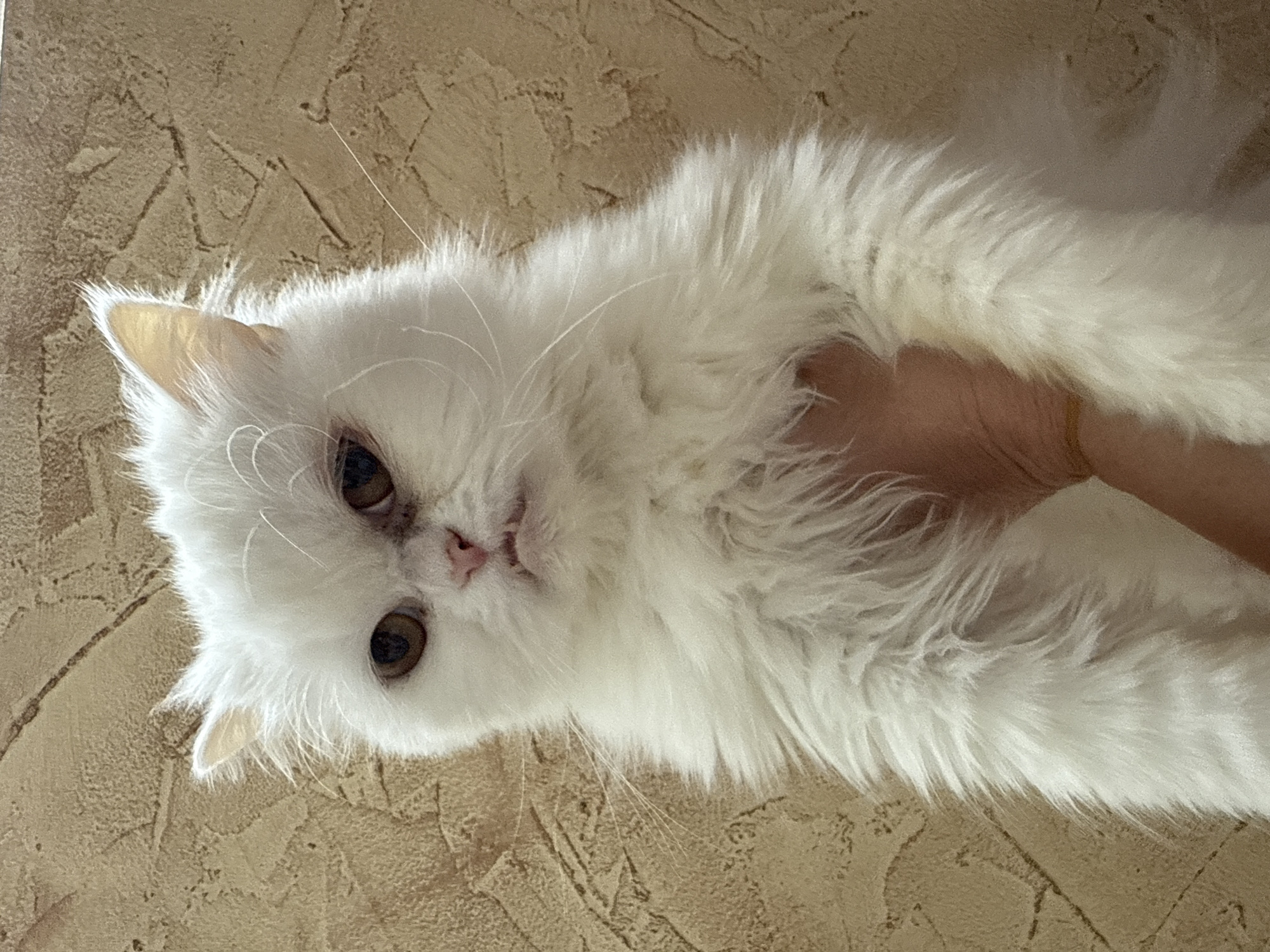 A close-up, slightly angled photograph shows a fluffy white cat being held by a hand. The cat has brown eyes, a pink nose, and long white fur. The background is a textured beige surface, possibly a wall. The image does not provide any information to determine location in Burgas, Bulgaria.