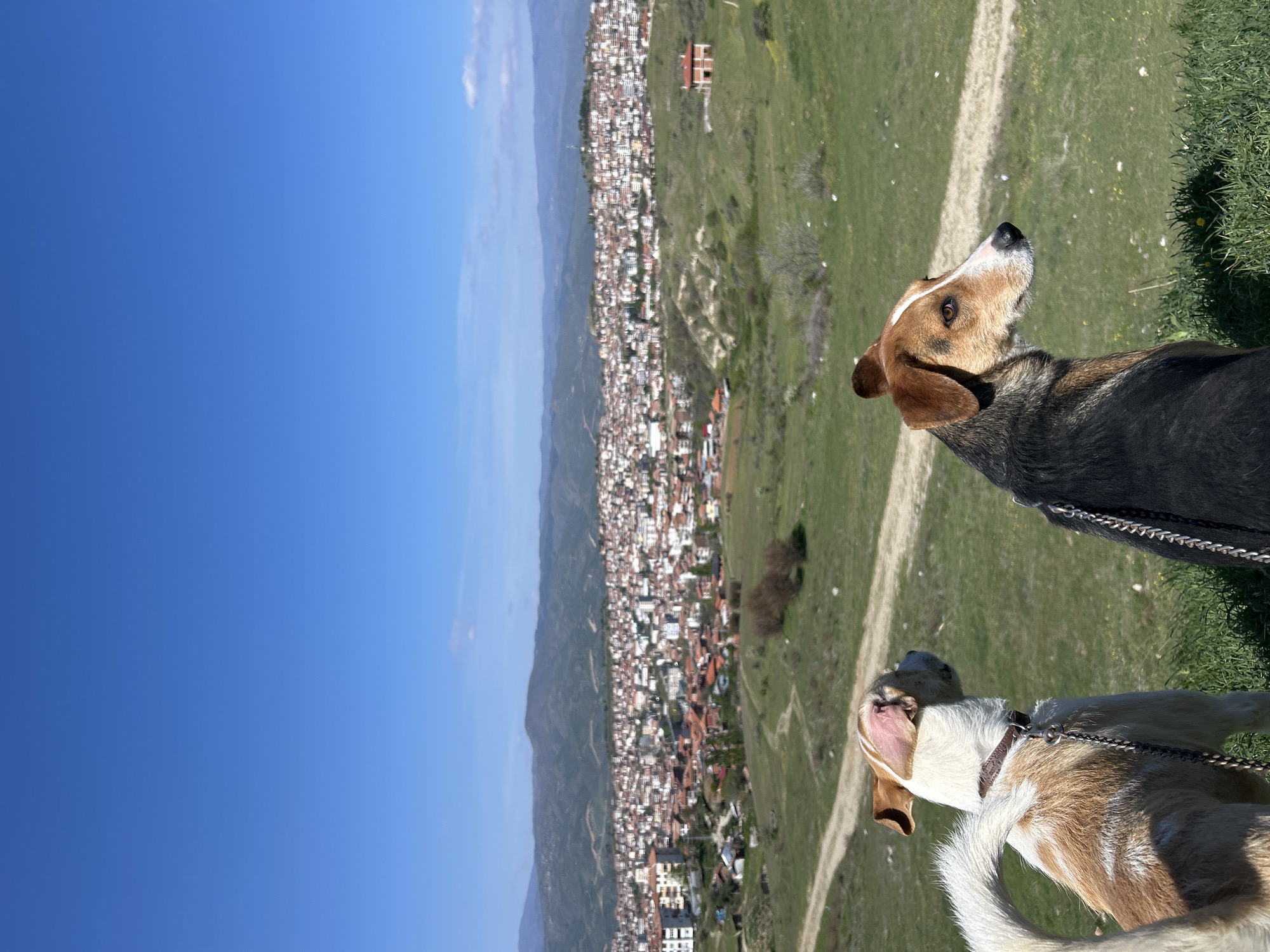Two dogs on leashes stand on a grassy hill overlooking a town. The sky is clear blue.