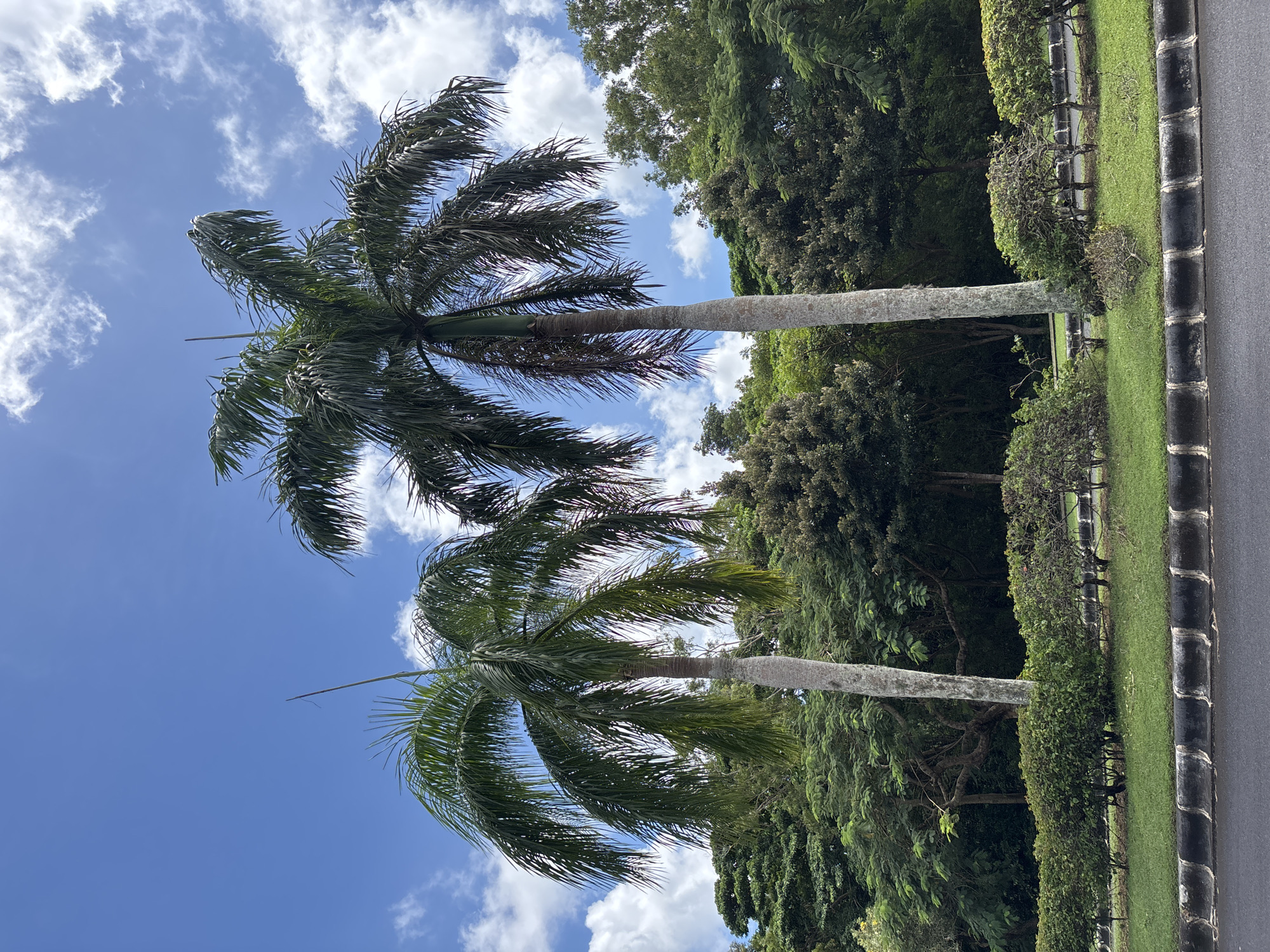 The image shows two palm trees against a blue sky with scattered white clouds. Adjacent to the trees are dense green foliage and manicured shrubs alongside a curb. The location is Pecatu, Indonesia.