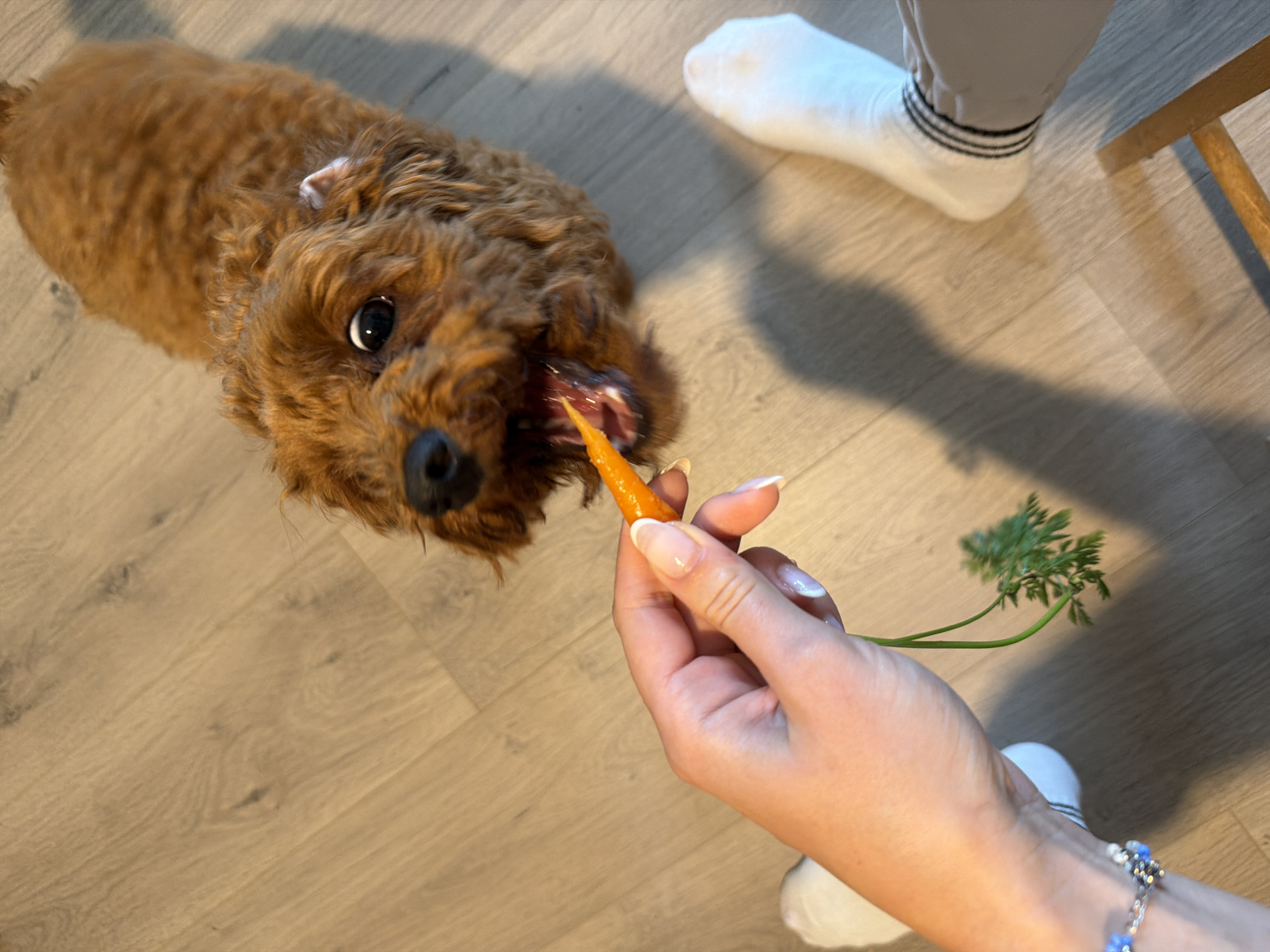 A small, fluffy, reddish-brown dog is being fed a baby carrot by a person's hand. The dog is looking up at the carrot with its mouth open, in the process of biting it. The person's hand is holding the carrot from the stem end, and a portion of a green leafy top is visible. The scene takes place indoors, on a light-colored wooden floor. Two white socks, one with black stripes around the ankle, are visible on the floor, suggesting the presence of at least one person besides the hand holding the carrot. The lighting appears to be natural, casting soft shadows on the floor. There is no discernible connection to the city of Noevtsi, Bulgaria.