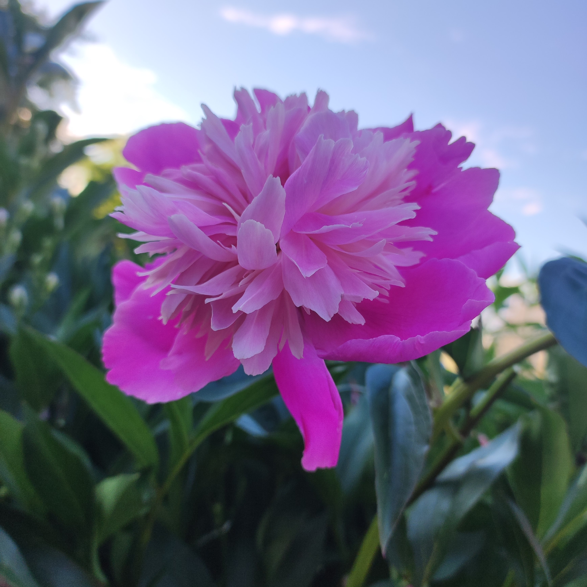 A close-up shot of a vibrant pink peony flower captures the beauty of nature in full bloom. The flower is the main subject, with its numerous delicate petals fanned out, creating a rich texture and depth. The outer petals are a deeper, fuchsia pink, while the inner petals transition to a lighter, almost white pink, adding a gradient of color.
The flower is positioned in the foreground, slightly off-center, and is sharply in focus. Behind it, the background consists of lush green foliage and a soft blue sky with hints of white clouds. The green leaves are blurred, creating a bokeh effect that further emphasizes the flower. The lighting suggests it's daytime, possibly late afternoon or early morning, given the soft, diffused light that highlights the flower's contours.
The image conveys a sense of tranquility and natural beauty. The focus on the flower, set against the soft backdrop of leaves and sky, evokes a peaceful and serene mood. There are no people or text visible in the image, making it a pure celebration of the peony's intricate form and color. The low angle of the shot allows the viewer to look up at the flower, as if admiring it from below. The setting appears to be an outdoor garden or natural landscape.