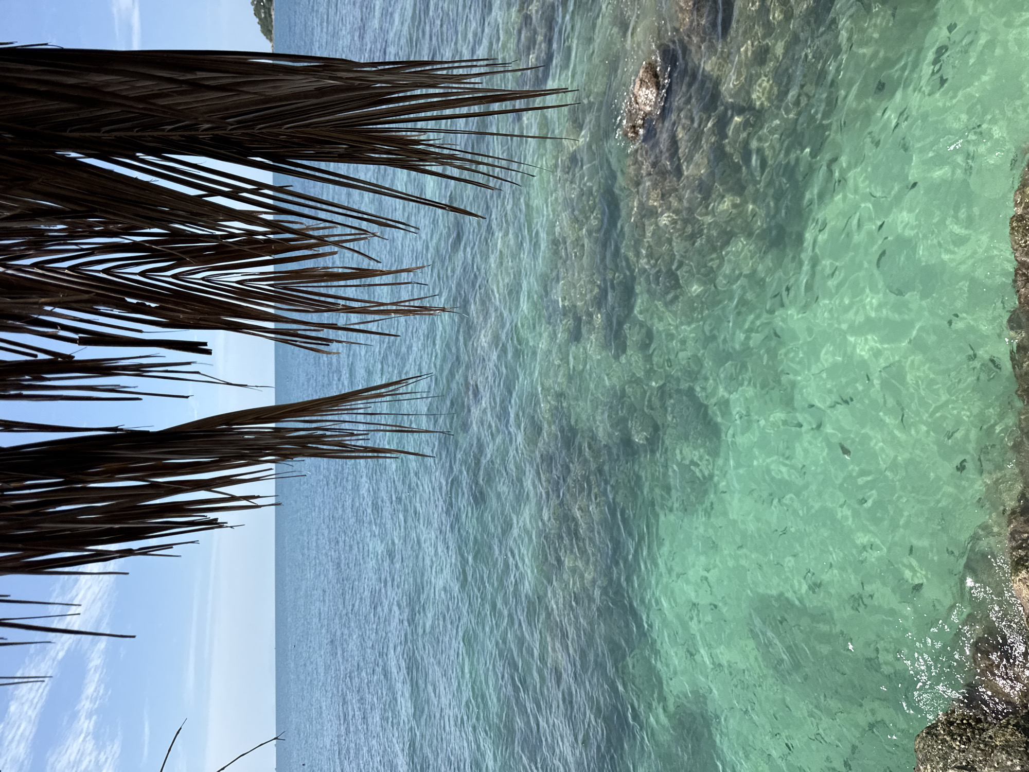 The image depicts a tranquil coastal scene in Ko Pha-ngan District, Thailand. In the foreground, dried palm fronds hang from above, casting a partial shadow. Below, the crystal-clear turquoise waters of the sea are visible, revealing a rocky seabed with scattered coral formations. Small fish can be seen swimming in the shallow depths. The middle ground is occupied by the vast expanse of the ocean, with gentle ripples on its surface reflecting the clear blue sky dotted with a few wispy clouds. In the distance, a faint landmass with vegetation is visible on the horizon to the right, suggesting the presence of other islands or the coastline. The overall impression is one of a serene tropical paradise.
