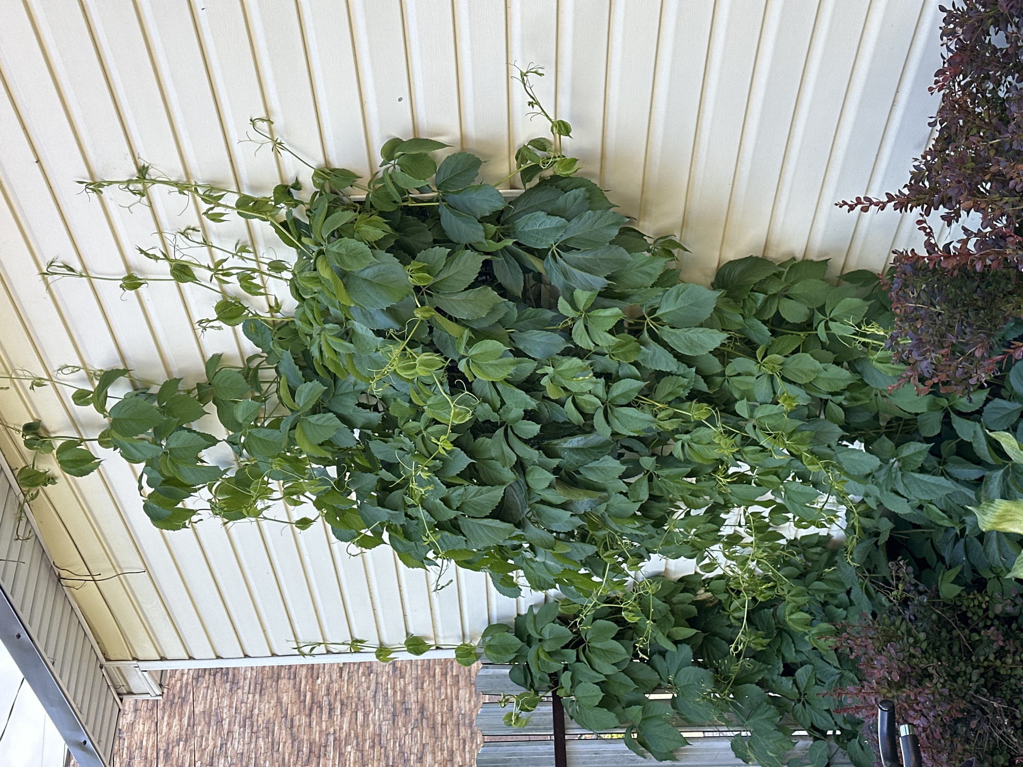 The image shows a close-up of green vines growing up the side of a light-colored, horizontally-paneled building. The vines are dense and leafy, with some tendrils reaching out and climbing the wall. In the foreground, to the left and bottom, there are dark red, leafy bushes and a portion of a metal fence. In the background, to the far left, a brick wall is visible. The scene appears to be outdoors in a residential or suburban area. The image does not contain any people, actions, or interactions. The location is identified as Nizhny Novgorod, Russia.