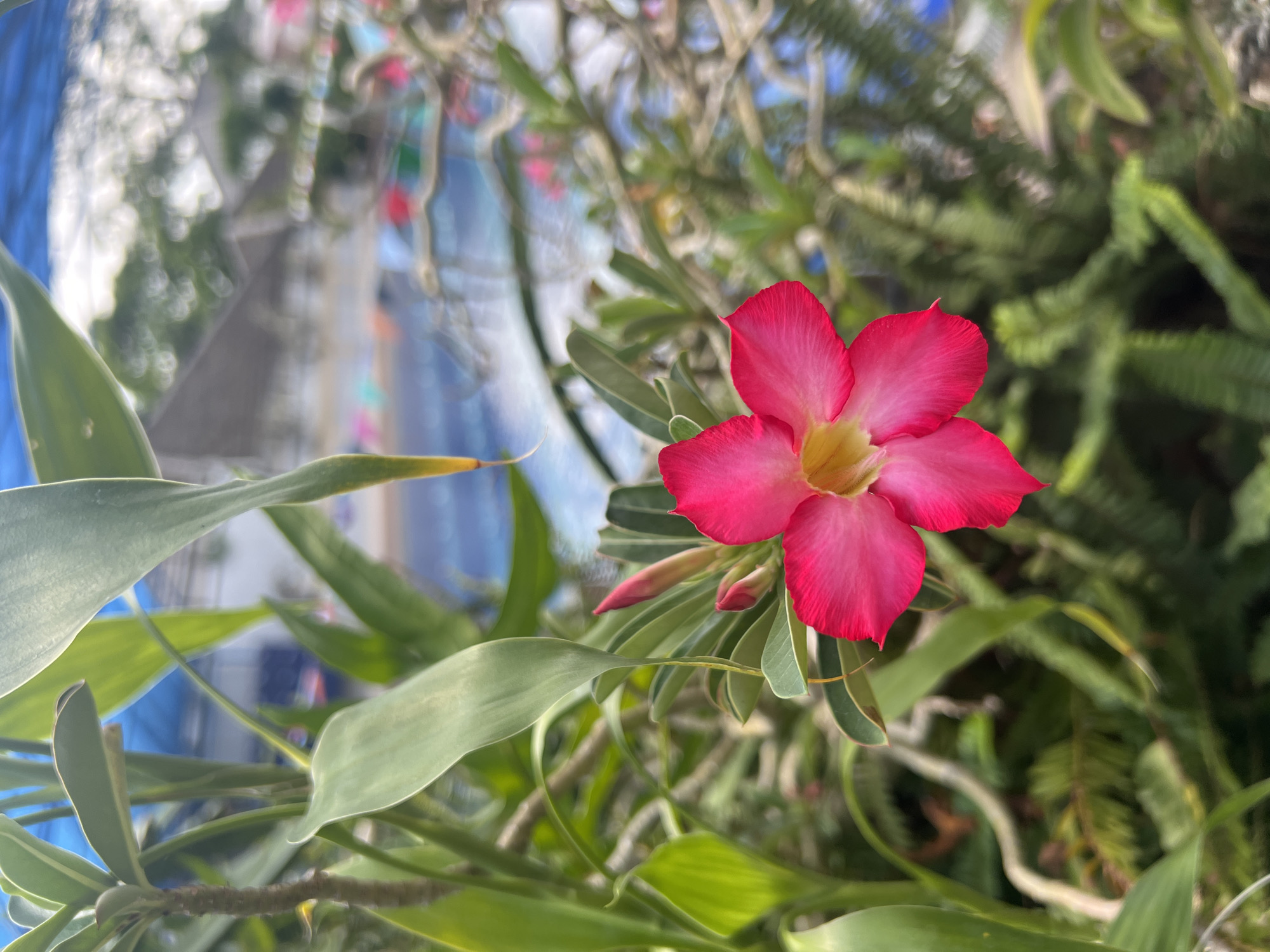 In North Kuta, Indonesia, a close-up shot focuses on a vibrant pink Adenium flower, commonly known as a Desert Rose, with five distinct petals and a yellow center. The flower is positioned on the right side of the frame, partially obscuring a budding flower and its green stem. Surrounding the flower are lush green leaves and branches, creating a natural, slightly overgrown aesthetic. In the background, out of focus, is a bright blue swimming pool, suggesting the flower is situated in a garden or outdoor area adjacent to a pool. The water's surface is dappled with light, and distant structures and possibly some colorful flags are visible, indicating a recreational or resort-like setting. The overall scene is one of natural beauty contrasted with a tropical leisure environment.