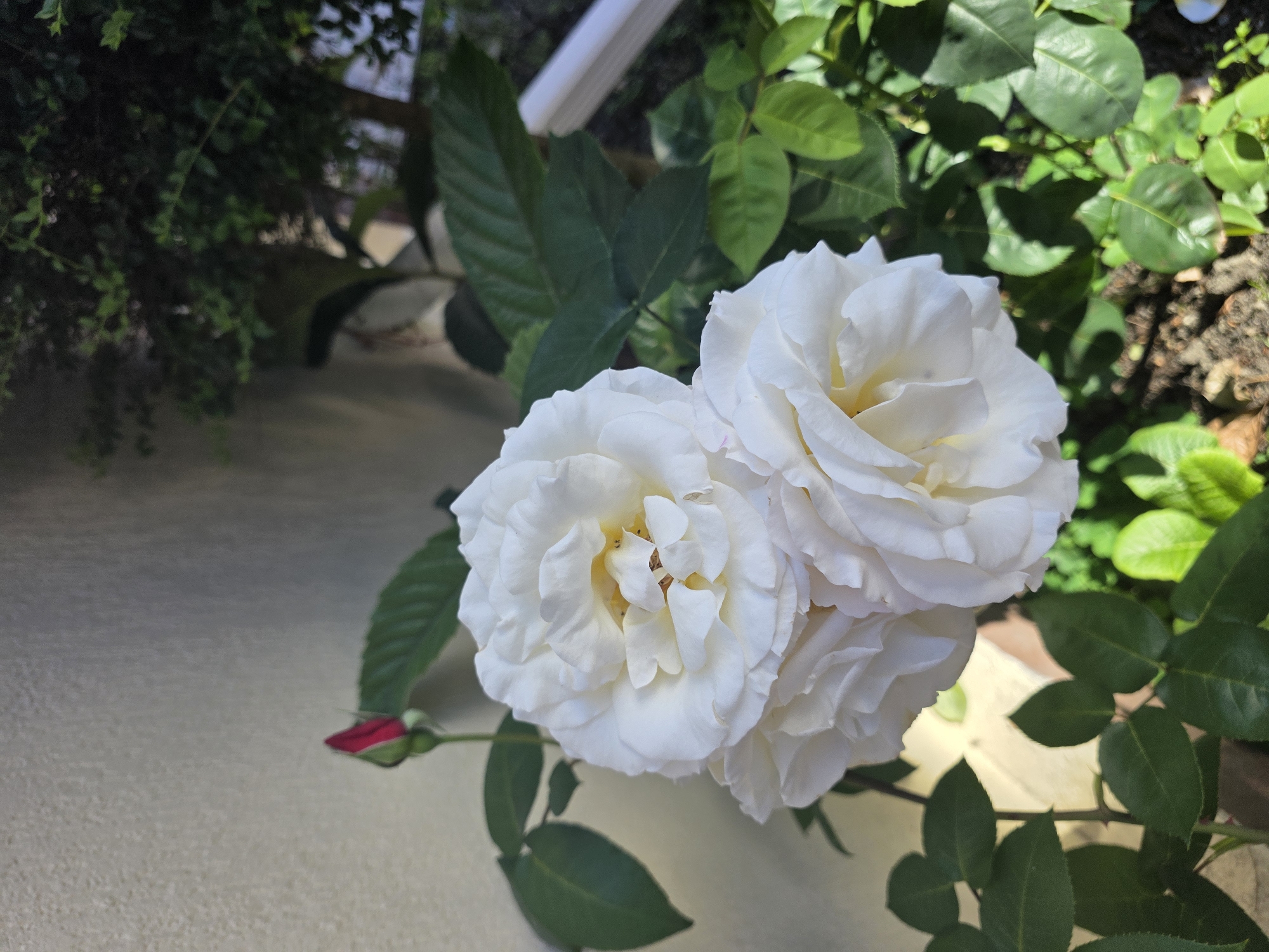 This is a close-up, eye-level, vertical shot of white roses with green leaves and a red rosebud in the foreground, set against a textured, light-colored wall. The roses are fully bloomed and appear soft and delicate, with yellow centers visible. The red rosebud is small and tightly closed, positioned to the left of the main blooms. Lush green foliage surrounds the flowers, some of which are in sharp focus while others are blurred, suggesting a shallow depth of field. In the background, a dark, leafy bush is visible, and a white cylindrical object, possibly part of a garden fixture, is partially seen. The ground below is covered in dark soil and some lighter-colored debris. The lighting suggests a sunny outdoor environment, casting shadows on the wall and foliage. There are no people or animals present in the image. The scene is set in an outdoor garden or courtyard, possibly in Sirius, Russia, given the context provided.