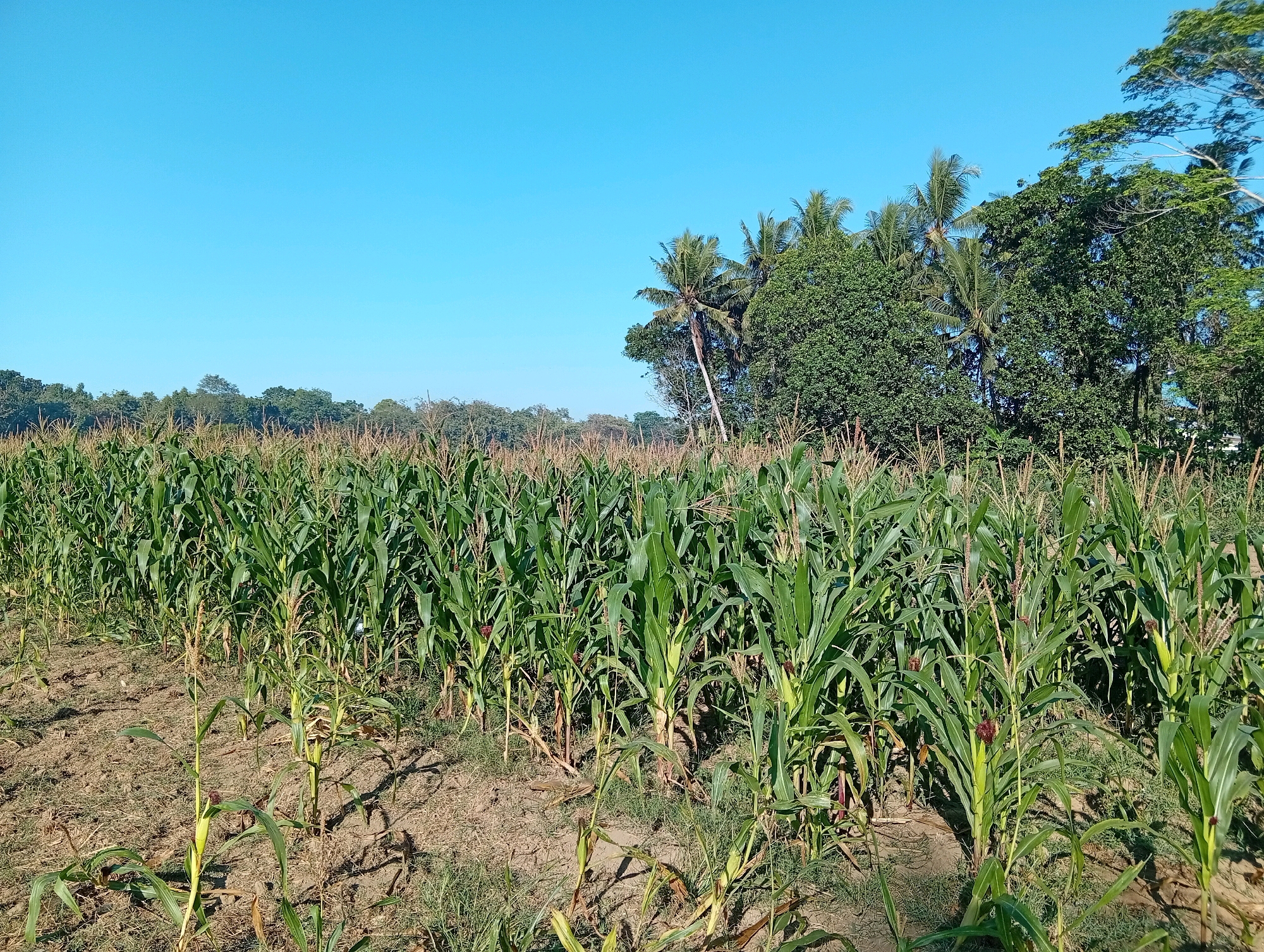 The image depicts a field of corn in Miritpetikusan, Indonesia. The corn stalks are tall and green, with some showing developing ears. The field is partially tilled, with dry soil and scattered patches of grass. In the background, a line of trees, including palm trees, borders the field under a clear blue sky. The scene appears to be a rural agricultural setting.