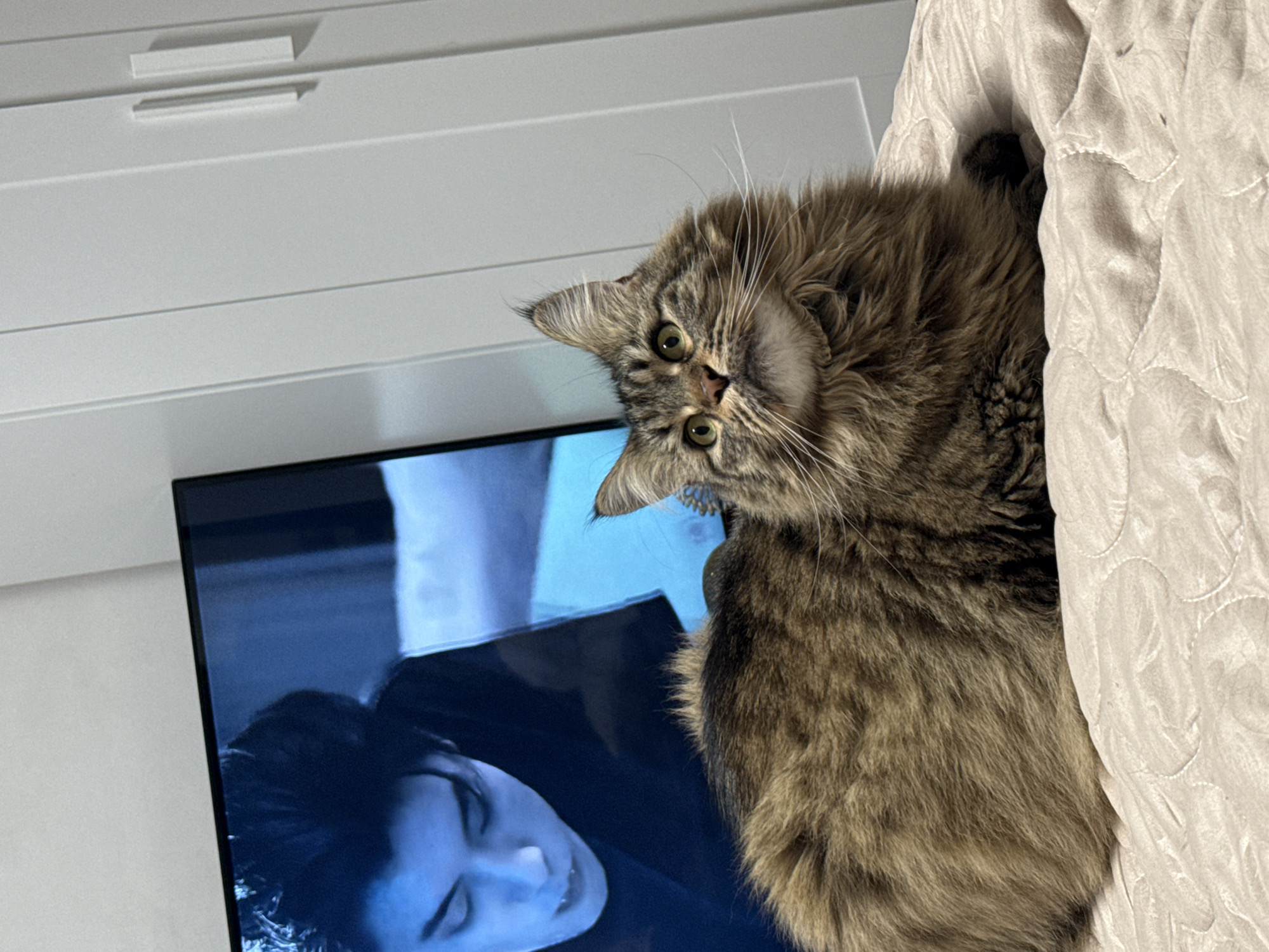A medium-shot photograph depicts a fluffy, brown tabby cat looking at the camera, with its head tilted to the left. The cat is positioned on or next to a bed with a light-colored, quilted blanket. Behind the cat is a flat-screen TV displaying an image of a man with dark hair and blue lighting. In the background, a white cabinet with simple, horizontal drawer pulls is visible. The location of the scene is not specified.
