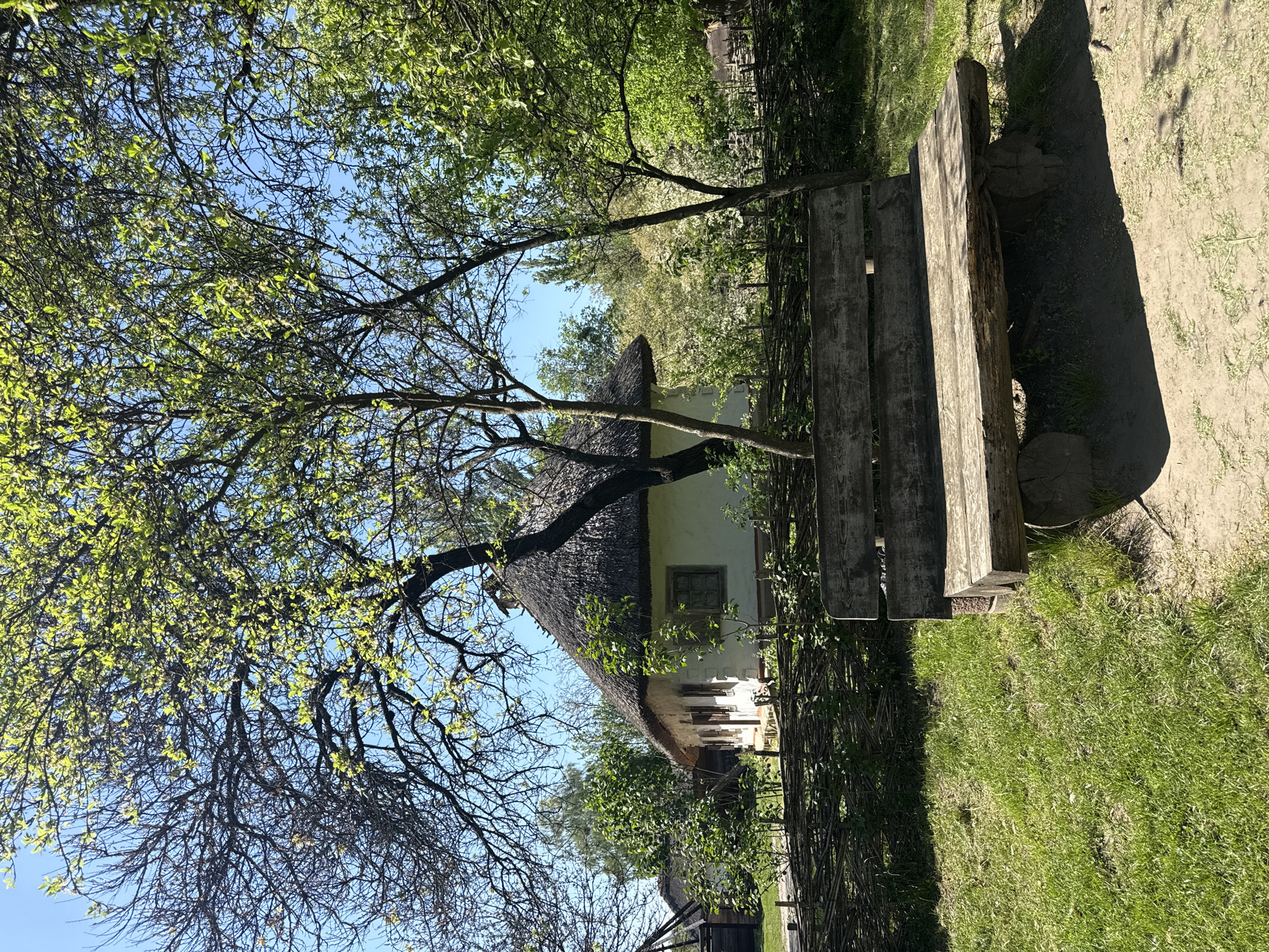 The image depicts a rural scene, likely in an open-air museum or historical village setting. A traditional Ukrainian house with a thatched roof is partially visible behind a wooden bench and a woven fence. A tree with sparse foliage stands to the left, its branches reaching towards a clear blue sky. The foreground consists of grassy terrain and a dirt path.
Based on the architecture and setting, the location is likely the National Museum of Folk Architecture and Life of Ukraine in Kyiv, Ukraine. The scene lacks any human presence, focusing on the preservation of traditional rural life.