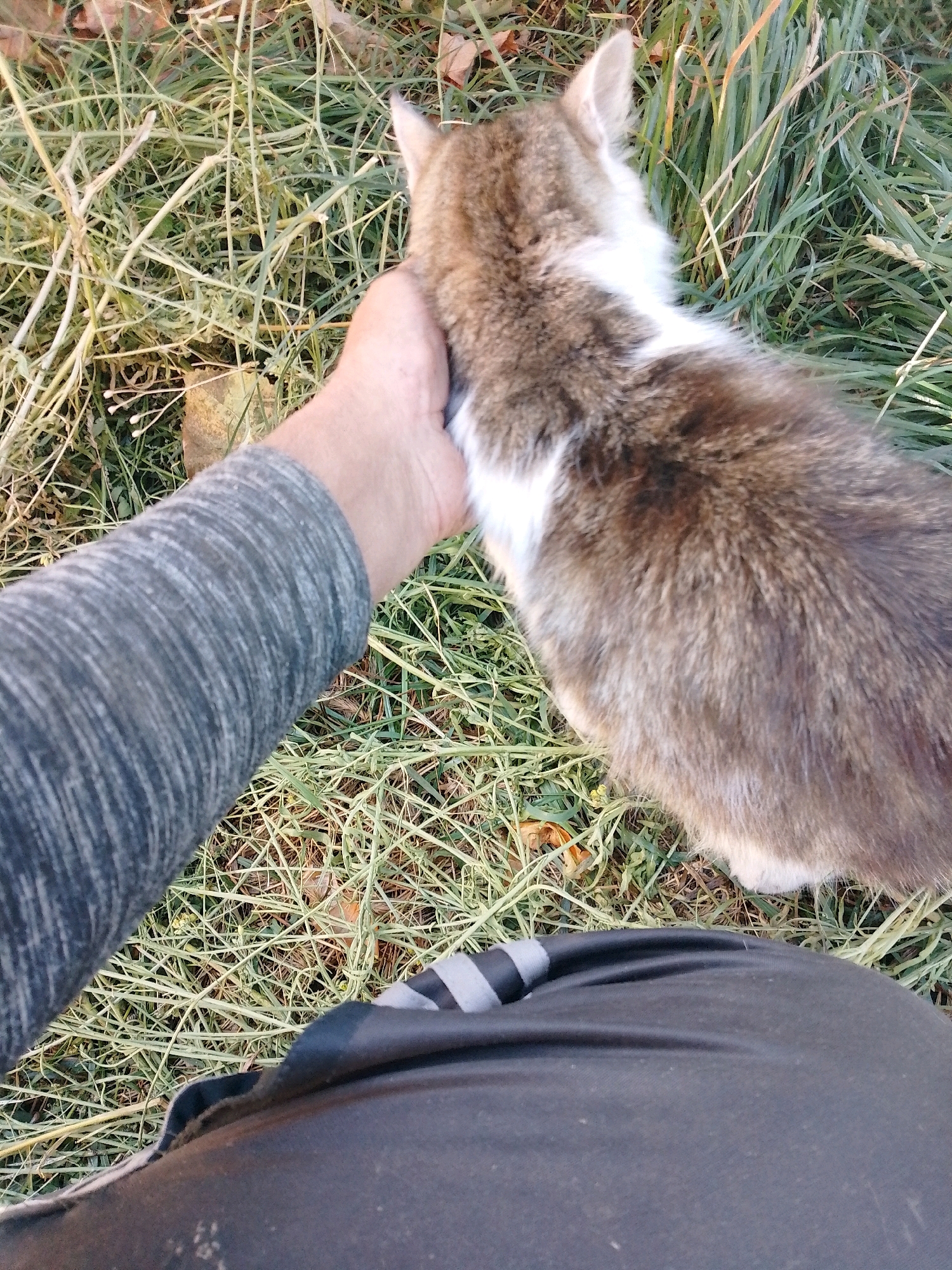A person's arm, clad in a grey, ribbed long-sleeved shirt, is positioned to the left of the frame, gently stroking the back of a tabby and white cat. The cat's fur is a mix of grey, brown, and white. The cat is facing away from the viewer, its head turned slightly to the left. The scene takes place outdoors, on a patch of dry, matted grass, with a few fallen leaves visible amongst the blades. The lower portion of the image shows a person's black, casual pants with a subtle striped detail. The background consists of more dry grass and foliage. The image appears to be taken in Myrhorod, Ukraine, during the daytime.