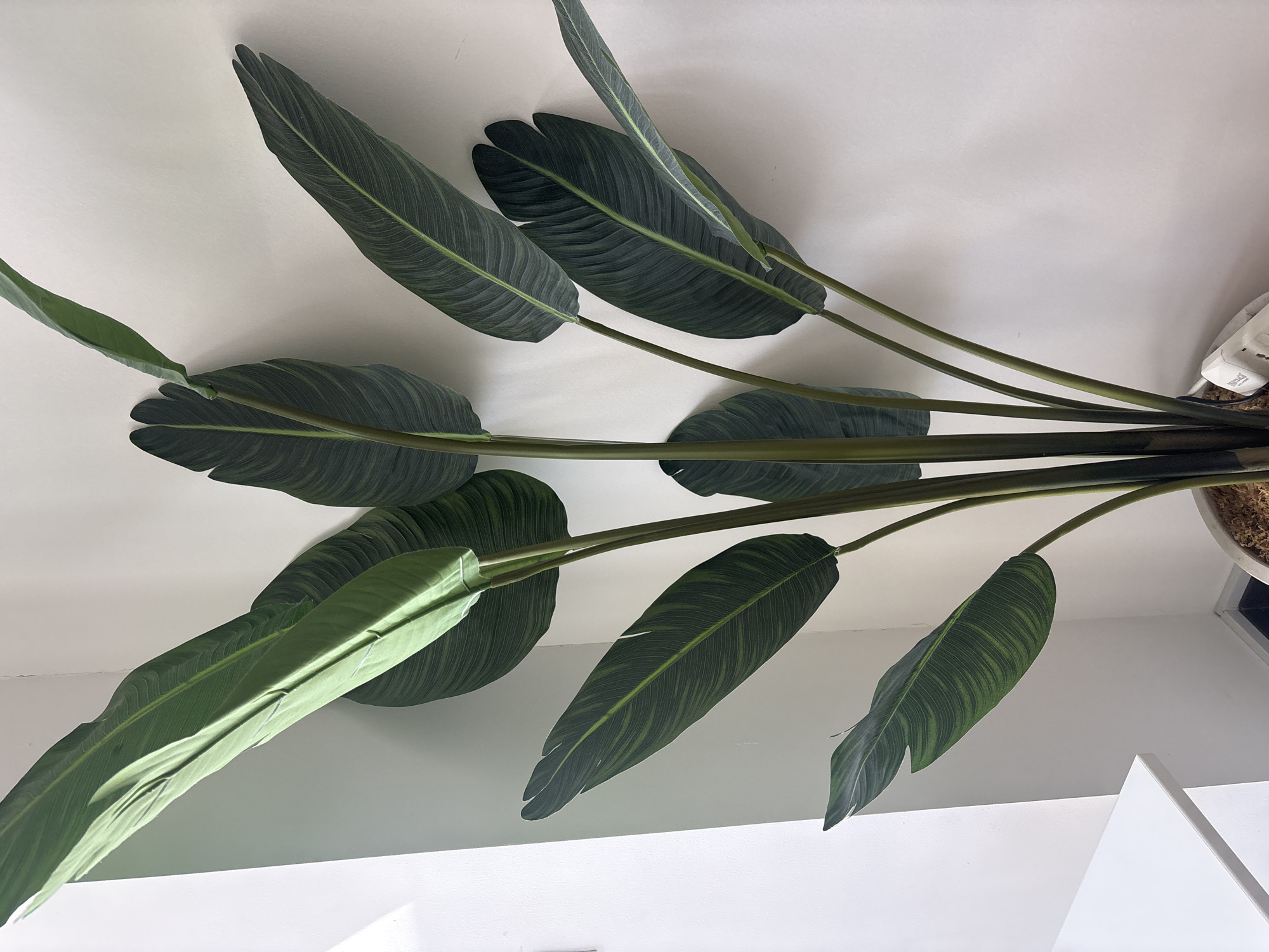 The image shows a large, artificial Bird of Paradise plant with broad, green leaves, positioned indoors against a plain white wall. The plant is in a pot that is partially visible at the bottom of the frame. To the left of the plant, a portion of a white surface, possibly a table or counter, is visible. The lighting suggests an indoor environment with natural light coming from the left. The scene is devoid of people or any other discernable objects or activities. The location is not specified as being in Dubai, United Arab Emirates.