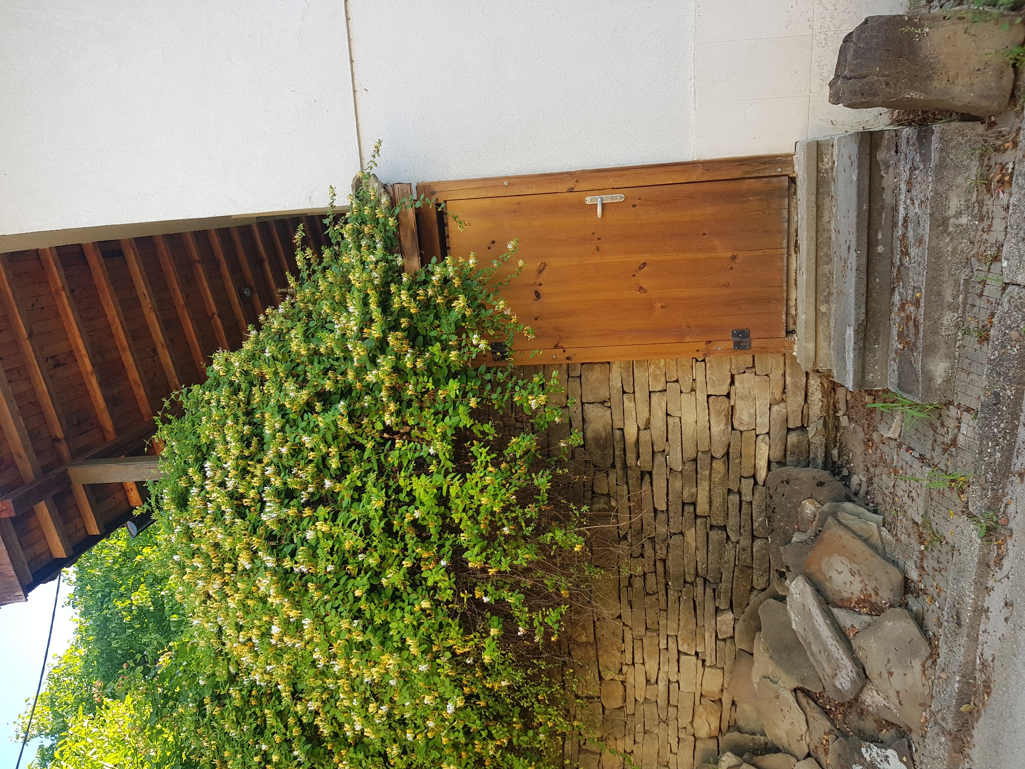 The image depicts an outdoor scene near a building with a wooden-shingled roof structure. A large, dense bush with numerous small, light-colored flowers and green leaves is growing against a stone wall. The bush overhangs a wooden door, which is situated next to a set of concrete steps. To the left of the door and against the stone wall, there are several large, flat stones piled up. The building exterior to the right of the door is painted white. The overall setting appears to be a rustic outdoor area, possibly in the village of Lomets, Bulgaria, given the architectural style and natural elements. There are no people visible in the image.