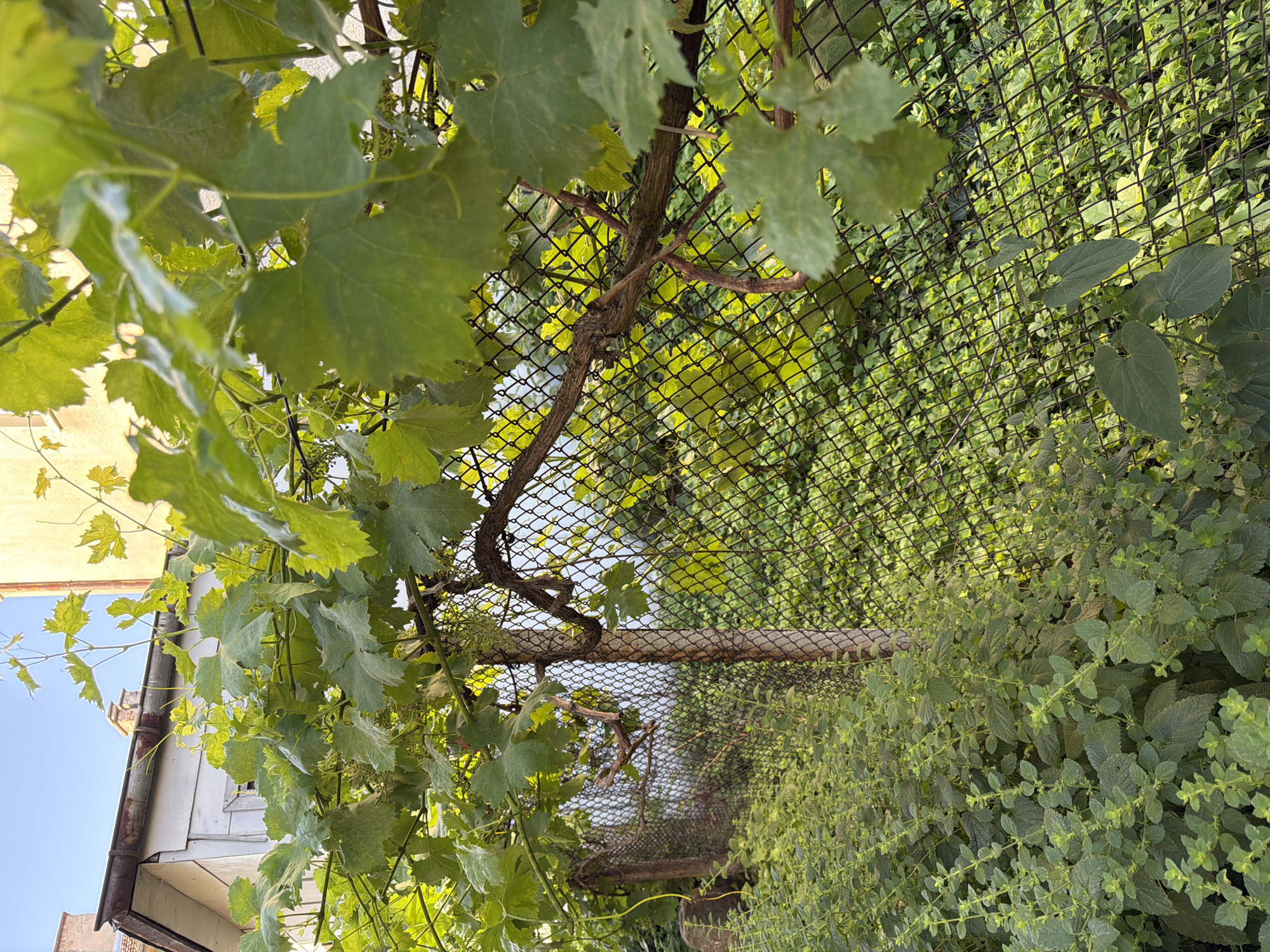 The image depicts a sun-drenched backyard scene, possibly in Pazardzhik, Bulgaria, where a mature grapevine, laden with large green leaves, drapes over a chain-link fence. The fence, partially obscured by the lush foliage, runs diagonally across the frame, demarcating the boundary of the property. Beyond the fence, a dense undergrowth of green plants thrives, creating a vibrant, verdant backdrop. In the upper left portion of the image, a section of a building with a weathered roof and a light-colored wall is visible, suggesting a residential setting. The clear blue sky above indicates fair weather. The lighting suggests it is either early morning or late afternoon, casting a warm glow on the scene. There are no people or animals present in the image. The overall impression is one of a tranquil, overgrown garden space.