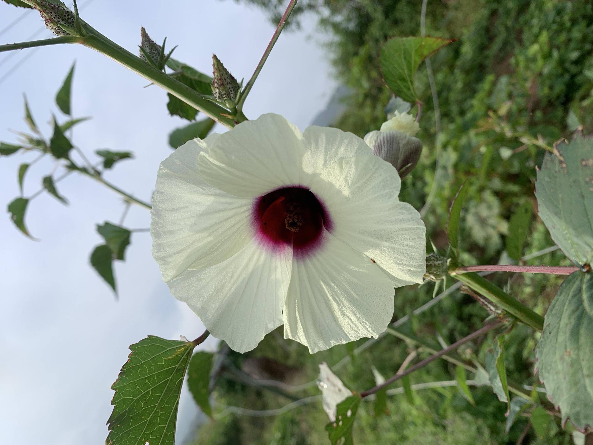 A single, large, white hibiscus flower with a deep red center is the primary subject of the image. The flower is in full bloom, with its petals spread wide. The flower is positioned in the center of the frame, and its delicate texture is visible. Several green leaves are also visible, some in focus and some blurred in the background. A thin, green stem supports the flower, and other stems and buds are present, some with small, spiky structures. The background is a blur of green foliage and a pale, overcast sky. There is no indication of the city of Kuru Karama, Nigeria, in the image.