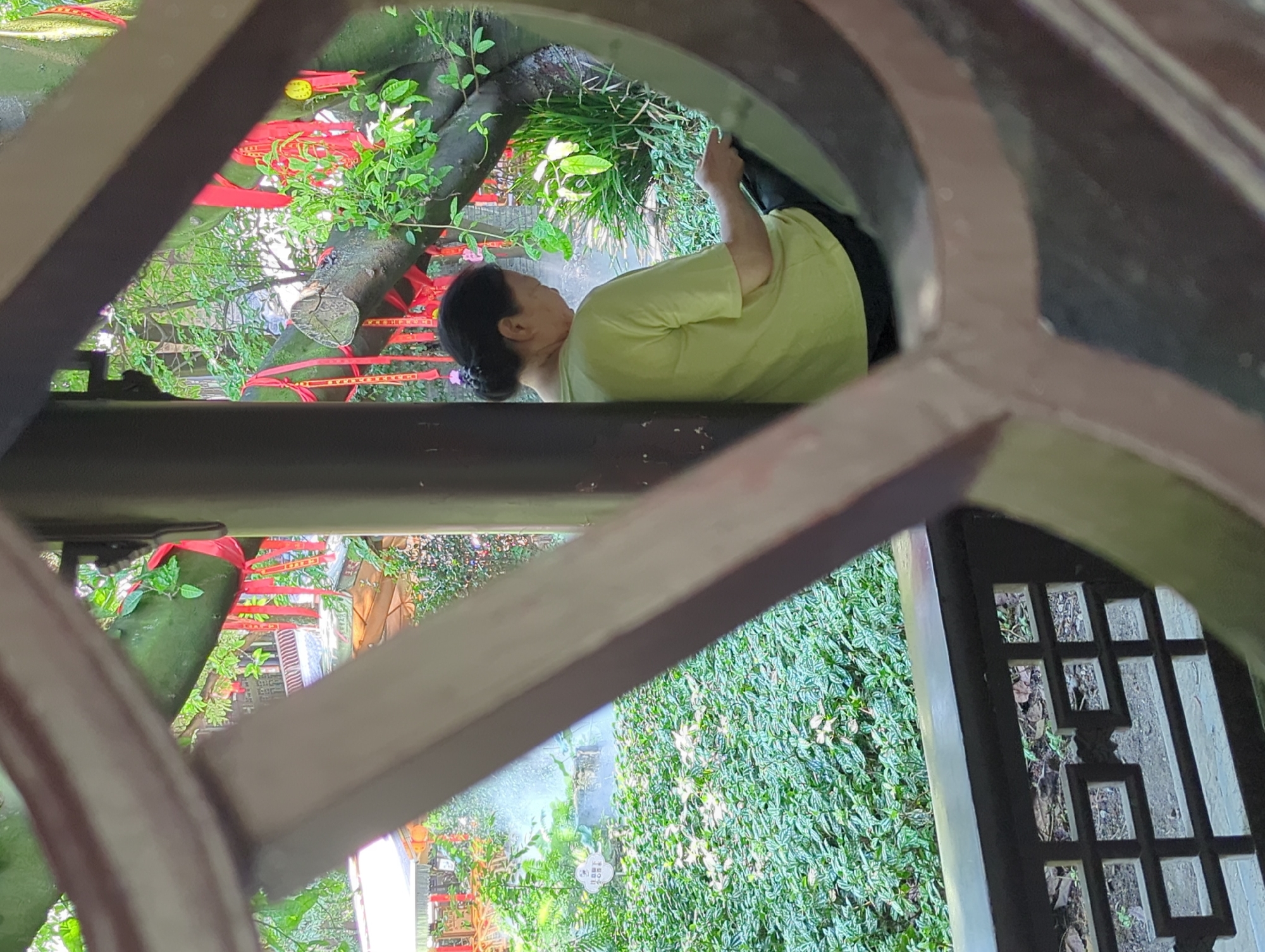 In Qingyang District, China, an elderly woman wearing a light green t-shirt and dark pants is seated within an octagonal opening of a traditional Chinese garden pavilion. She is looking down at something in her lap, her hands occupied with an object that is not fully visible. Behind her, a large tree with thick branches is adorned with numerous red ribbons, possibly for good luck or wishes. Lush green foliage fills the background, with some areas appearing damp or misty, suggesting recent watering or a humid environment. The pavilion's structure, characterized by its ornate wooden latticework and curved framing, partially obscures the view of the woman and the garden.