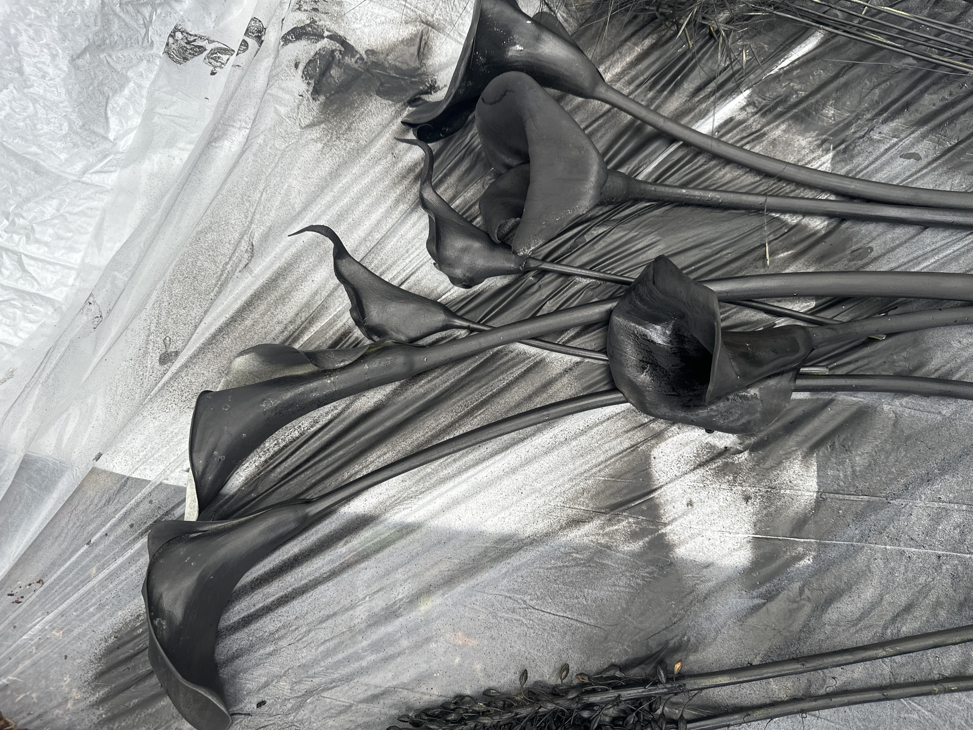 The image shows a collection of black artificial calla lilies and some dried grass arranged on a grey plastic sheet. The plastic sheet is creased and textured, with visible spray paint marks creating a mottled effect. The calla lilies are a prominent feature, with their distinctive trumpet-shaped blooms and slender stems. Some of the lilies are clustered together, while others are more spread out. The dried grass, appearing on the left and right edges of the image, adds a contrasting textural element. The overall impression is that of an art or craft project, possibly in preparation for an event or display. There are no indications of a specific location within London, United Kingdom.