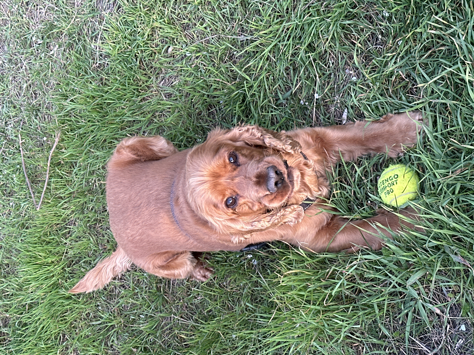 An overhead view captures a light brown dog, resembling a cocker spaniel, lying on green grass in Sofia, Bulgaria. The dog is stretched out on its side, with its body extending to the left of the frame and its head turned upwards towards the camera. Its expressive dark eyes meet the viewer's gaze, conveying an alert and friendly demeanor. Its wavy, reddish-brown fur is prominent, particularly around its ears and muzzle. A dark-colored collar is visible around its neck.
Adjacent to the dog's right paw is a bright yellow tennis ball. The words "TENGO COMFORT PRO" are clearly printed on the ball. The surrounding environment is characterized by lush green grass, with some areas appearing slightly drier or sparser, suggesting a natural, unmanicured outdoor space like a park or field. The lighting indicates it is daytime, with soft and even illumination across the scene, hinting at pleasant weather conditions suitable for outdoor activities. The image captures a moment of playful rest or readiness for activity for the dog.