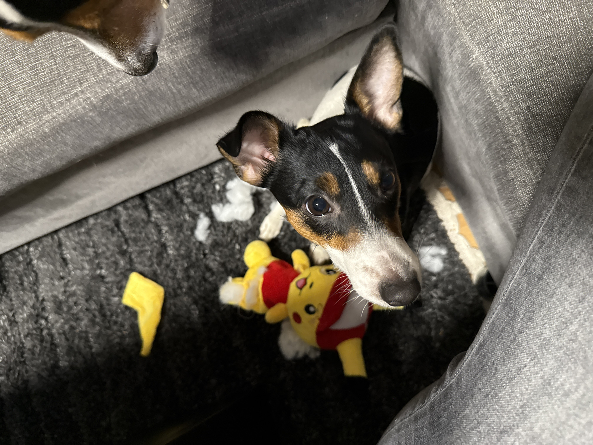 A high-angle shot captures a Jack Russell Terrier positioned between gray upholstered sofa cushions and a gray patterned rug. The terrier is tri-colored, with black, brown, and white fur. The dog looks up at the camera. A partially disemboweled yellow and red Pikachu plush toy lies on the rug in front of the dog. Also on the rug is a ripped-off piece of yellow fabric. Part of another dog is visible in the upper left. The environment appears to be indoors. The exact location in Sofia, Bulgaria is not discernible from the image.