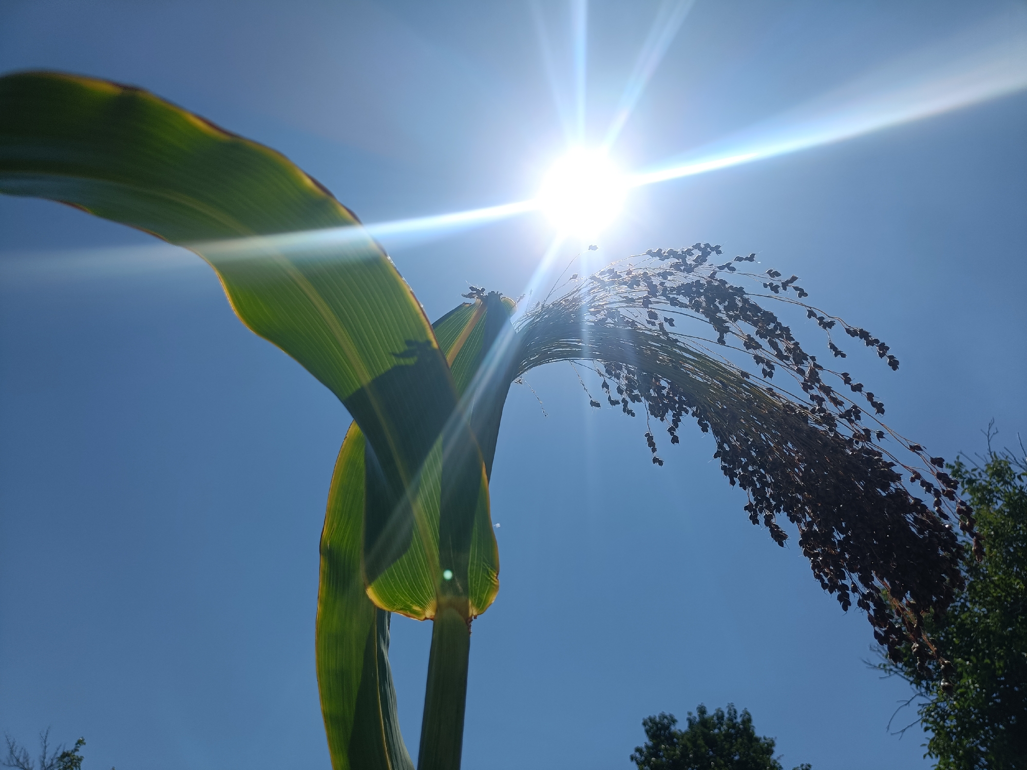 A low-angle, wide shot captures a bright sun with prominent lens flare against a clear blue sky. In the foreground, a large green plant leaf curves in from the left, its veins visible, with a hint of yellowing at the edge. To the right of the leaf, a cluster of dried, dark seed heads hangs downwards, attached to thin stalks. The bottom of the plant's stalk is visible, and a few dark green trees are present at the bottom right edge of the frame, providing a contrast to the bright sky and plant. The image is taken outdoors on a sunny day, with no people or urban elements visible.