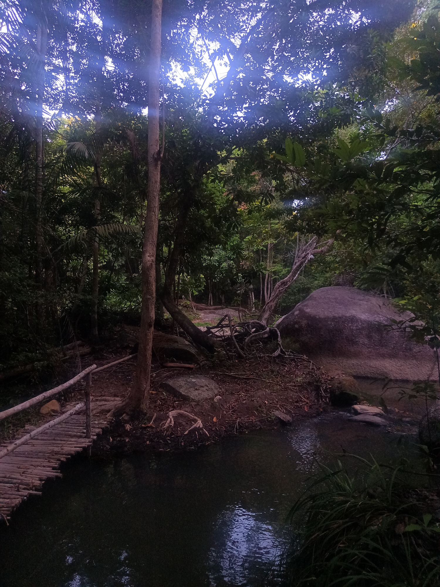 A dense forest scene. A small, dark stream occupies the foreground, crossed by a simple wooden bridge. Thick trees dominate the background, allowing glimpses of brighter sky through the canopy. A large rock is visible on the right bank of the stream. The location is not specified.