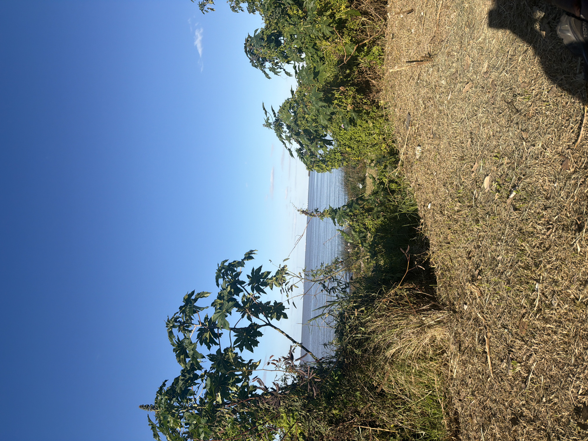 The image depicts a view overlooking the Río de la Plata in Vicente López, Argentina. The scene includes a clear blue sky partially obscured by tree foliage in the foreground and the upper-right. To the right of the frame is dried grass. In the middle ground, the Río de la Plata extends to the horizon, with a faint line indicating the opposite shore. There are no people visible in the scene. The interaction primarily involves the natural elements of sky, water, and vegetation. A shoe is visible in the upper right.