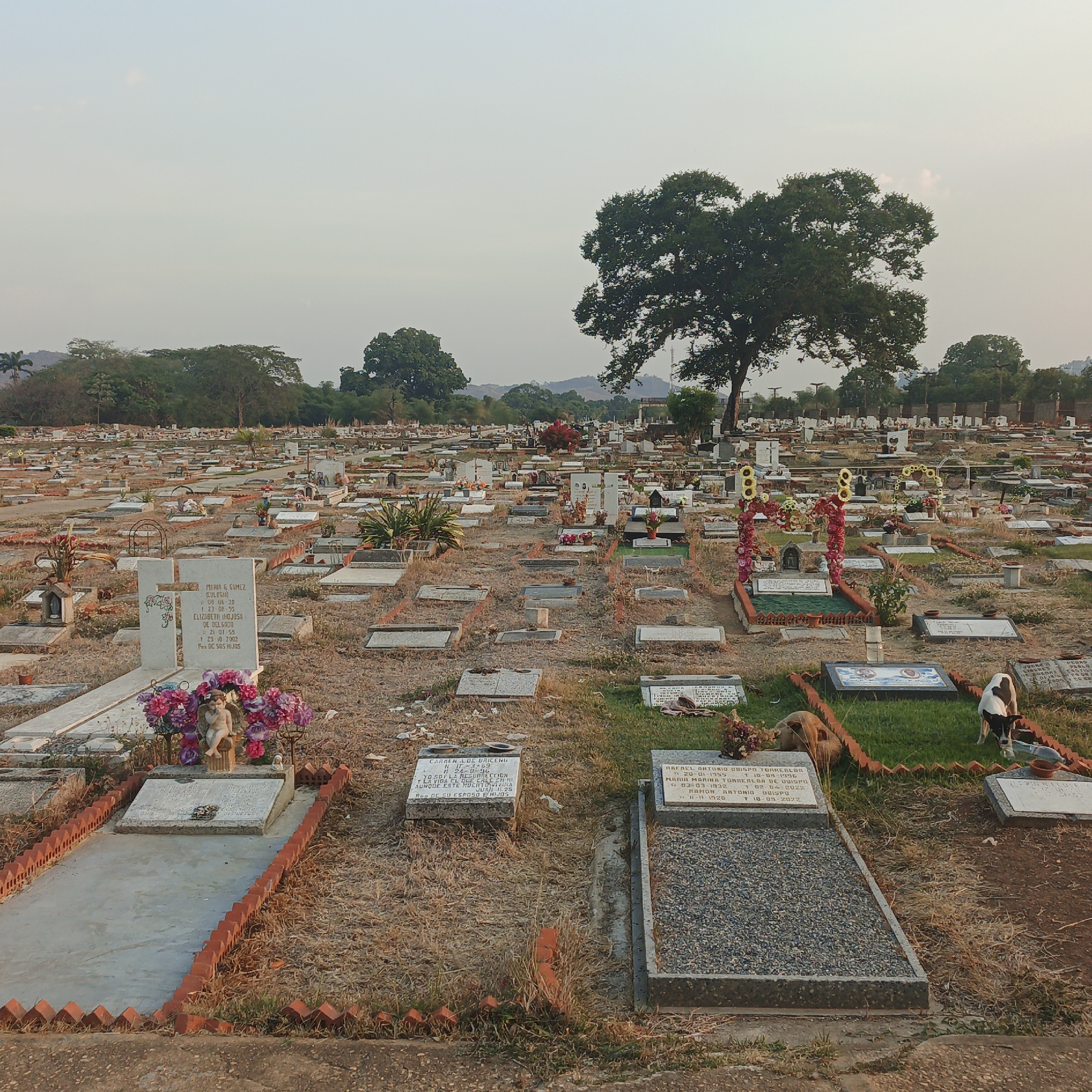The image displays a cemetery in Tinaquillo, Venezuela, under a pale, hazy sky. The foreground and mid-ground are filled with numerous grave plots, characterized by dry, light brown earth and sparse, desiccated vegetation. Grave markers vary, including upright white cross-shaped headstones, flat concrete slabs, and darker granite monuments. Many plots are edged with terracotta-colored bricks and adorned with artificial floral arrangements, potted plants, and small figurines; a cherub statue is visible among purple flowers on a foreground grave. Inscriptions on visible headstones include "MARIA G. GOMEZ (EULOGIA)" and "RAFAEL ANTONIO OBISPO TORREALBA," along with associated dates. Two dogs are present in the mid-ground: a brown dog lies on dry grass, and a black and white dog stands, seemingly drinking from a small dark bowl positioned near a brick-bordered, green-grassed grave plot. The background features a dense line of diverse trees, including a large, prominent tree on the right, with distant hills partially obscured by atmospheric haze. No human subjects are visible.