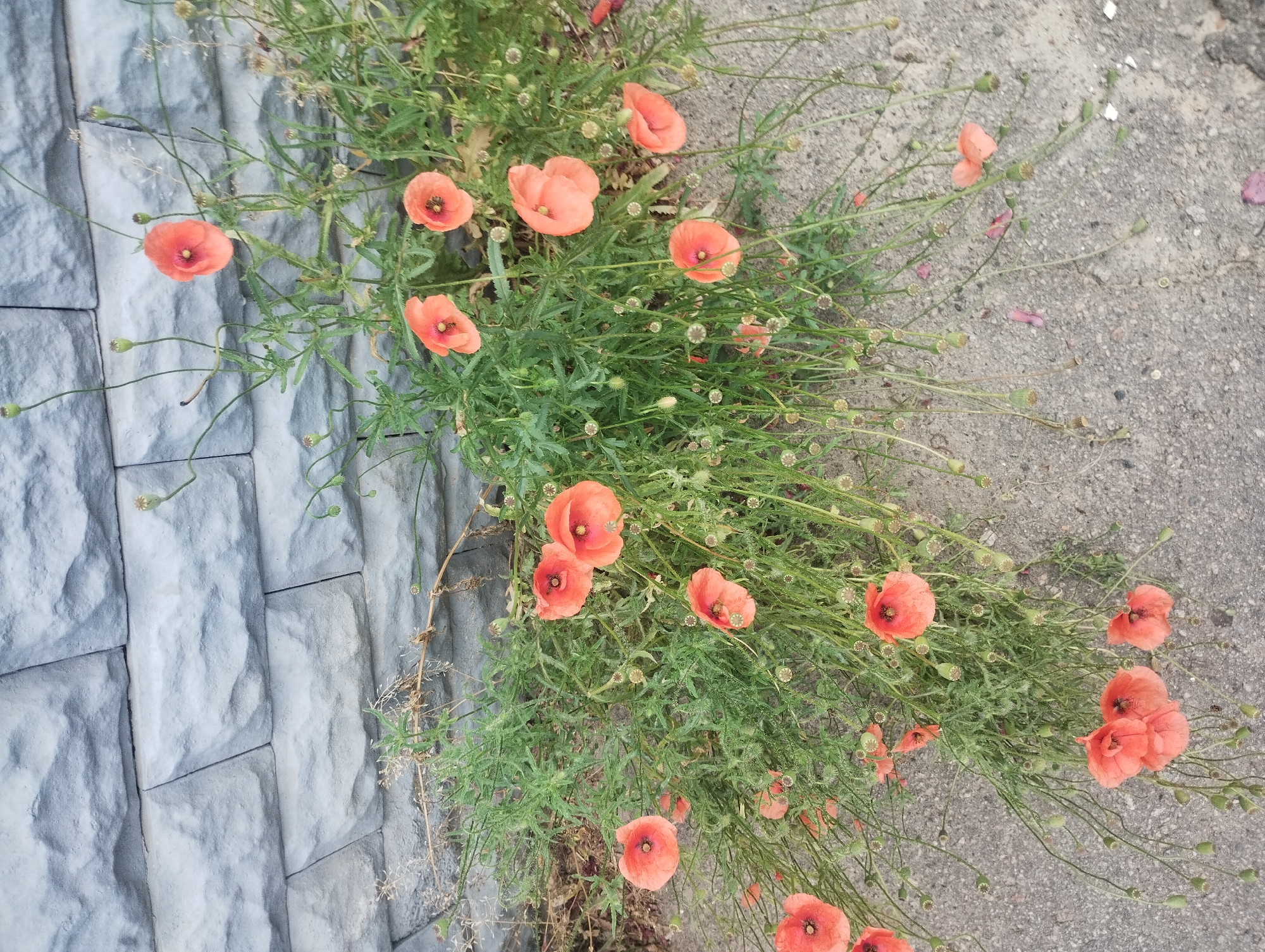 A cluster of orange poppies is growing along a gray stone wall and beside a concrete path. The poppies are in various stages of bloom, with some fully open and others still in bud. The flowers have delicate, crinkled petals and dark centers. The greenery of the plants is lush and feathery, with thin stems reaching out in all directions. In the background, the concrete path is visible, and the stone wall is textured with rough, irregular surfaces. The lighting suggests it is daytime, and the overall scene evokes a natural, somewhat wild aesthetic. There is no visible text in the image.