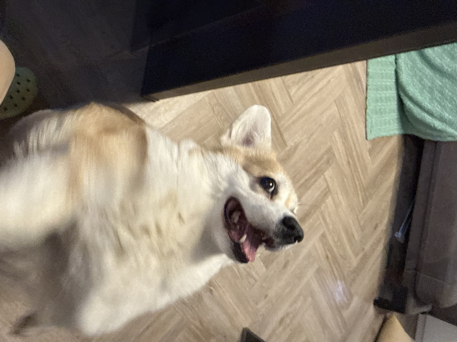 A corgi with a tan and white coat is lying on its back on a herringbone-patterned floor. The dog is looking up with its mouth open. A dark object is partially visible in the top center of the frame. A green crocheted blanket is in the upper right corner of the image. A green shoe is visible in the upper left corner of the frame.