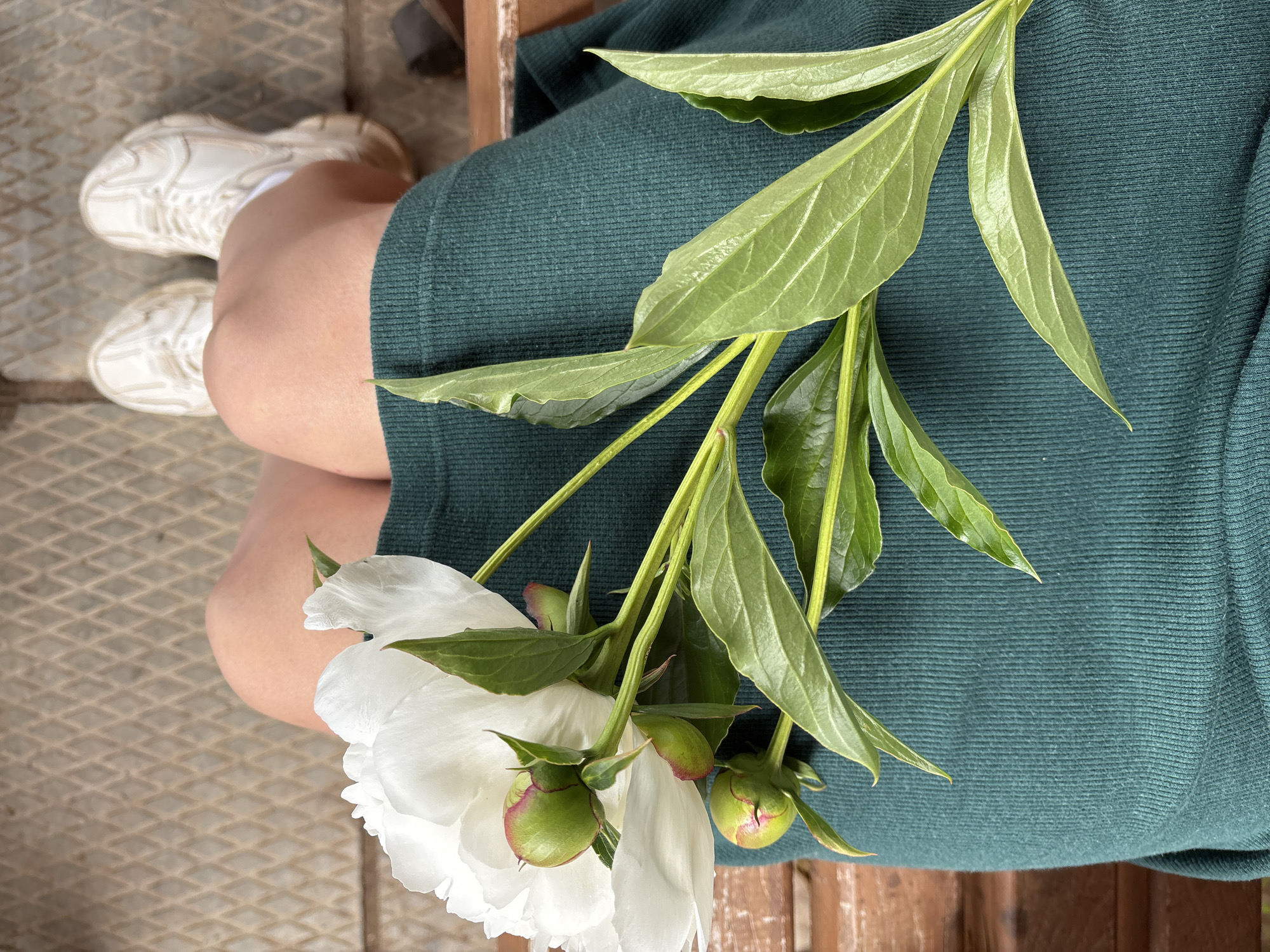 In Votkinsk, Russia, an individual is seated on a wooden bench. Their legs, clad in a dark green ribbed fabric skirt or dress, are visible. They are wearing white athletic shoes. Resting on their lap and extending across the fabric is a branch of white peonies with several buds. The background consists of a diamond-patterned metal surface.
