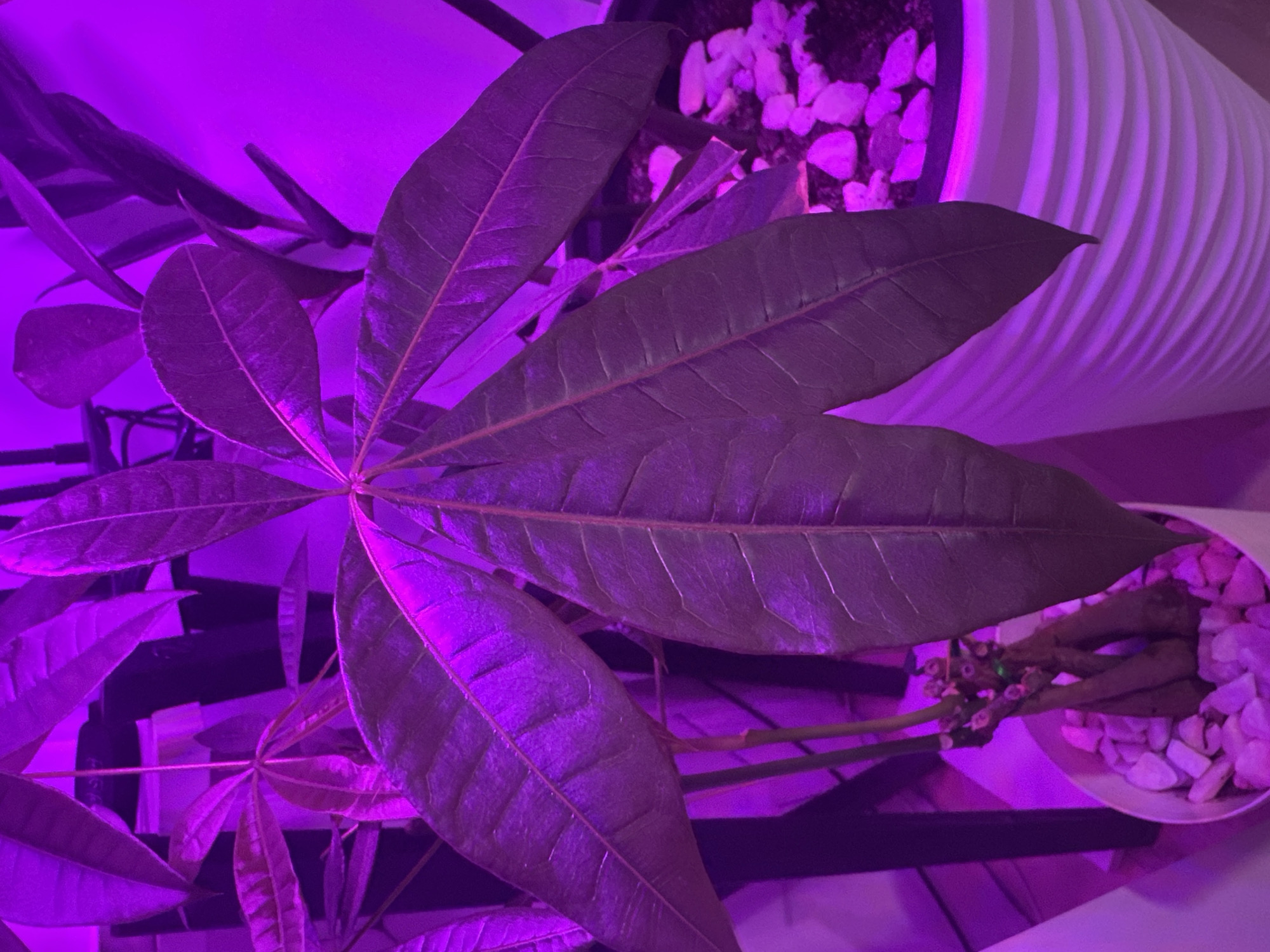 A close-up, low-angle shot features a money tree plant illuminated by purple grow lights. The plant, potted in a white, ribbed planter filled with small white and pink stones, has several large, dark green leaves with prominent veins. The leaves are fanned out, with one large leaf dominating the foreground and several others visible behind it, some with reddish undersides. The stem of the plant is braided and appears to be multiple plants intertwined. In the background, other plants and a black vertical support are visible, all bathed in the same purple light. The scene appears to be indoors, possibly a home or greenhouse, given the grow lights. There is no indication of the location being in Мирный, Russia, or any specific city.