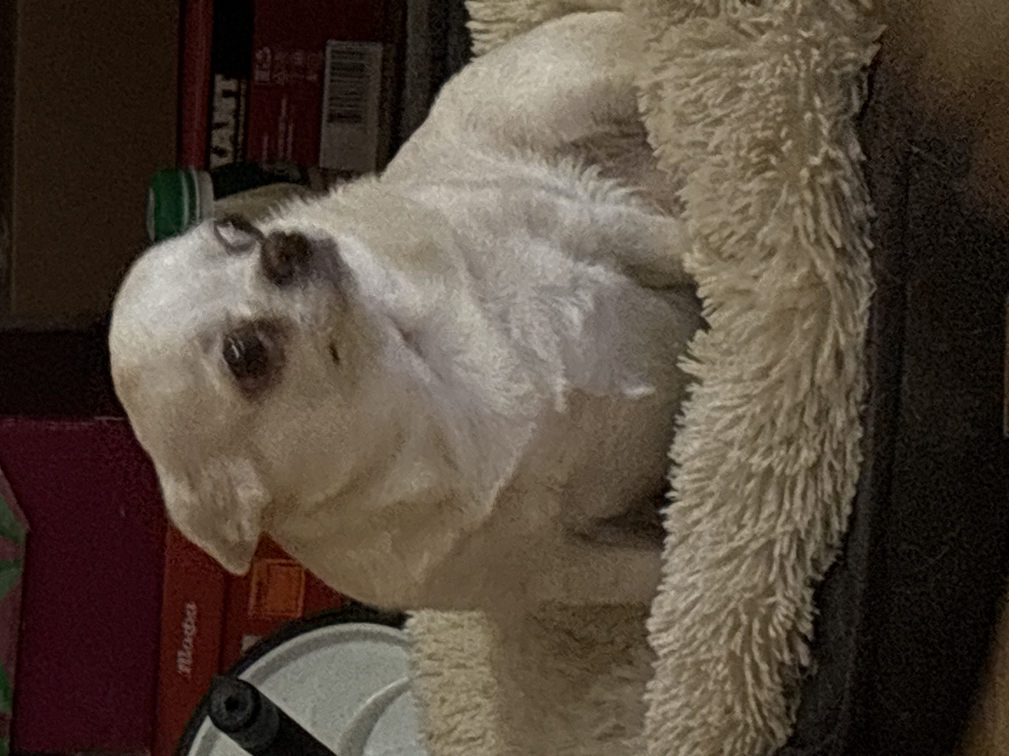 A light-colored, short-haired Chihuahua dog is centrally positioned, seated upright within a round, fluffy, light beige pet bed with a dark brown fabric base. The dog faces slightly to the right, its head tilted, exhibiting predominantly white or cream fur, dark eyes, and a dark snout. Its ears are partially erect. The background is out of focus, containing various objects. To the immediate left of the dog, a grey wheel structure is partially visible. Behind the dog, a stack of items includes a red box displaying "Mada" in white text, and another red box with "VANT" in white capital letters along with a barcode. A container with a green cap is also partially visible behind the dog's right ear. The scene is located in the city of Chaikovsky, Russia.