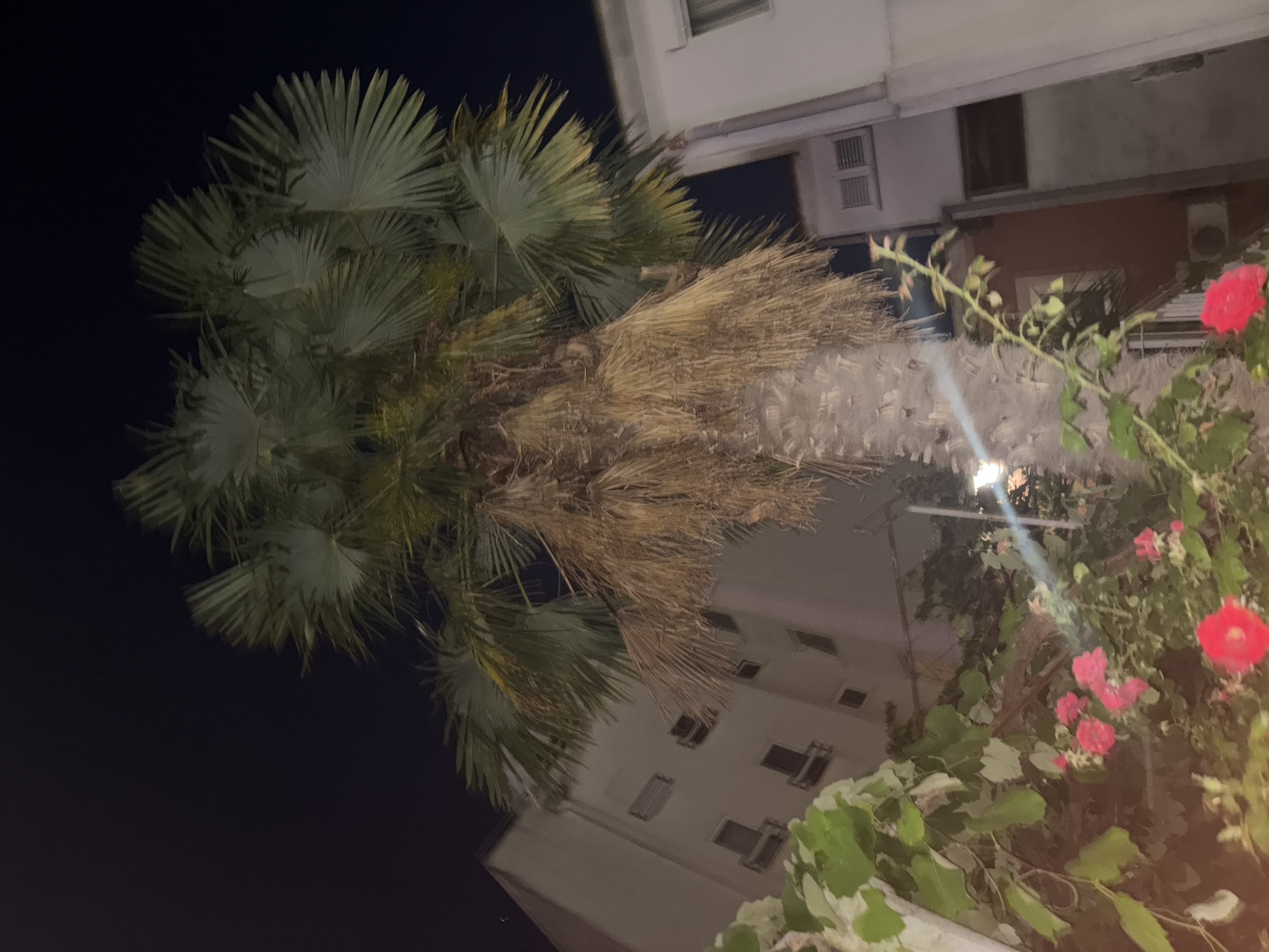 The image depicts a palm tree at night in Budva, Montenegro. The palm tree is the dominant feature, with its green fronds reaching towards the dark sky, and a trunk covered in dried, brown material. Buildings are visible on either side of the palm tree, suggesting an urban or semi-urban setting. One building, to the left, is light-colored with several windows. Another building, to the right, is also light-colored and appears to have blinds or shutters on its windows. In the foreground, there are pink and red roses and green foliage, which are illuminated by a light source, possibly a streetlamp, creating a soft glow and reflecting off some surfaces. The overall scene is dimly lit, typical of nighttime conditions.