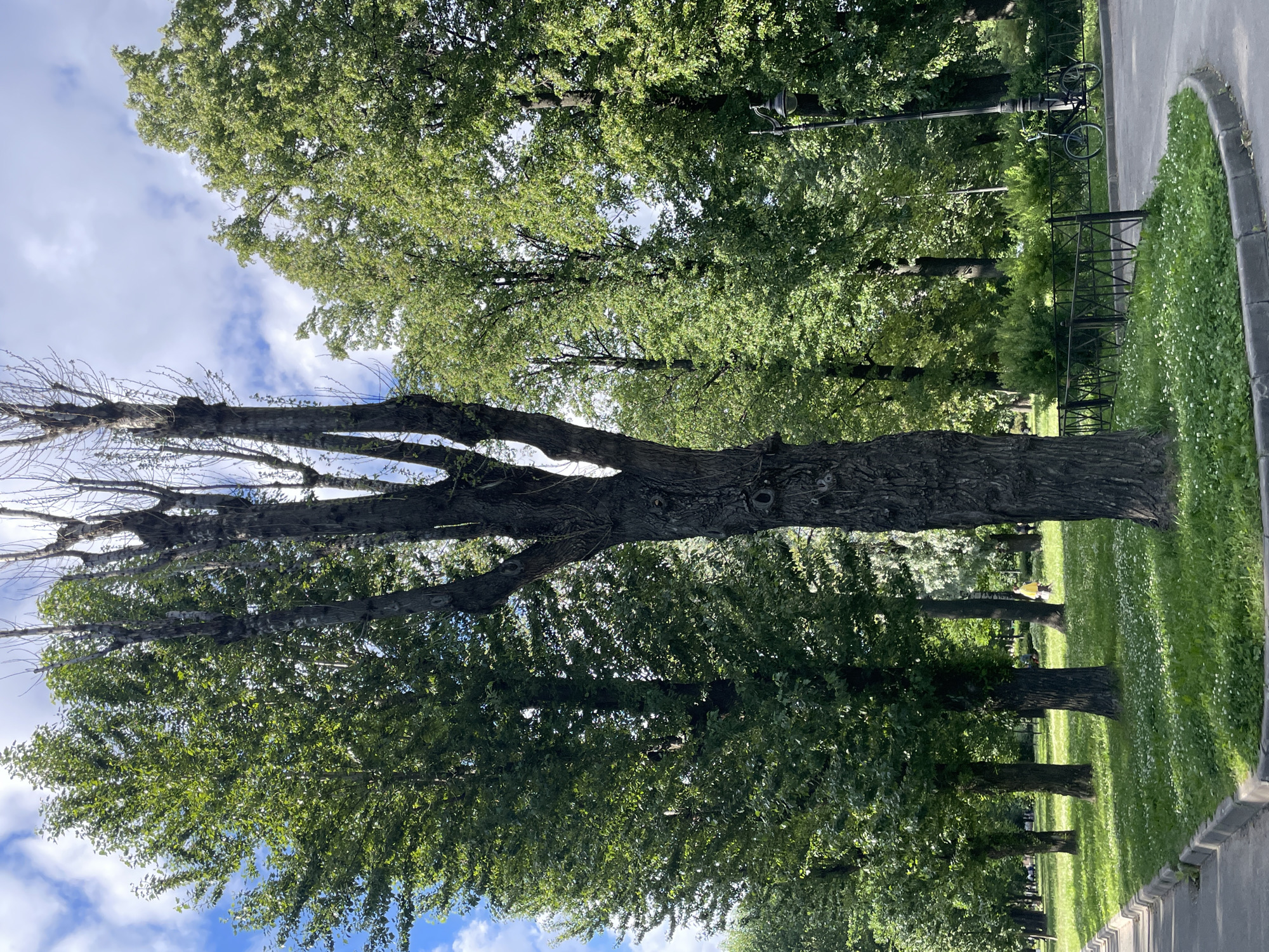 The image depicts a park scene, likely in Saint Petersburg, Russia, given the architectural style of the lamppost and the general ambiance of well-maintained urban green spaces often found in the city. In the foreground, a paved pathway curves along the edge of a grassy area dotted with small white flowers. Several mature trees, some with lush green foliage and others starkly bare with only branches, stand tall. One particularly prominent, thick-trunked tree with dark, gnarled bark stands centrally in the frame, its branches reaching upwards like skeletal fingers. Beyond this, a dense line of leafy trees forms a verdant backdrop. A black metal fence runs along the edge of the grassy area, behind which a lamppost with an ornate top is visible. Leaning against the fence near the lamppost is a dark-colored bicycle. In the middle ground, a person in a bright yellow jacket walks away from the camera. The sky above is a mix of blue with scattered white clouds.