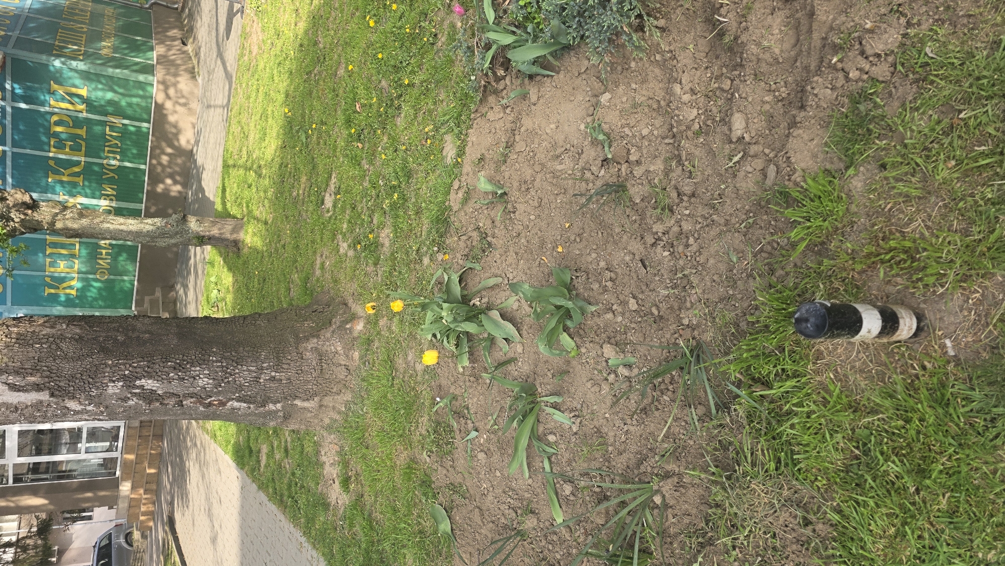 The image shows a grassy and dirt area adjacent to a building in Blagoevgrad, Bulgaria. A tree trunk is visible on the left, next to a paved area. Yellow tulips are growing in the dirt patch. A black and white striped pipe protrudes from the ground in the right corner of the frame. The building behind the tree has a green facade with text in Cyrillic.