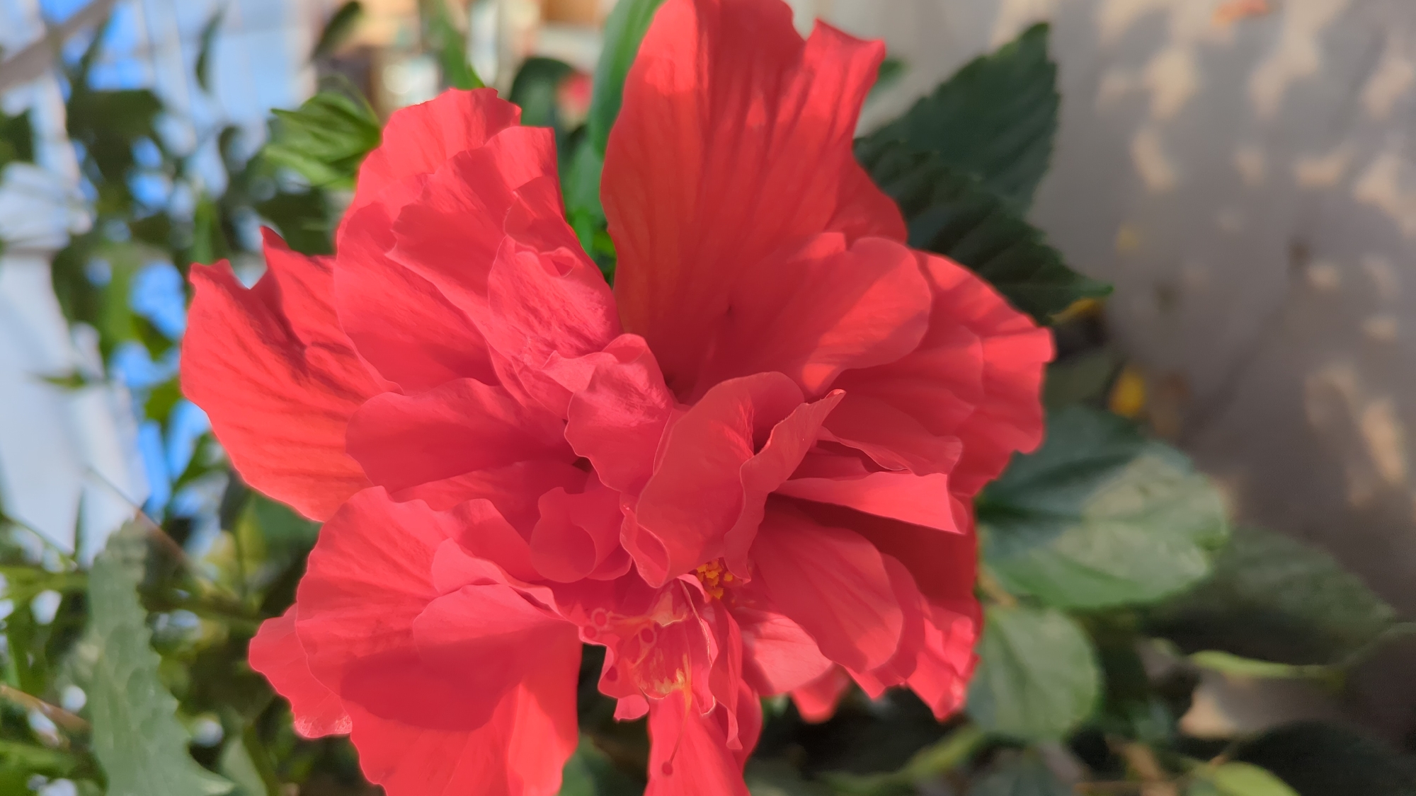 A close-up, vertical, eye-level shot shows a vibrant, bright red hibiscus flower in full bloom. The flower is the dominant subject, filling most of the frame, with its layered petals creating a sense of depth and texture. The petals are ruffled and slightly curled, with some appearing more translucent than others, suggesting they are delicate. In the center of the flower, hints of yellow stamens are visible, adding a subtle contrast.
Behind the hibiscus, lush green leaves are present, some in focus and others softly blurred, indicating a shallow depth of field. The background is a soft blend of green foliage and a bright, hazy blue sky, suggesting an outdoor setting. The overall lighting appears natural, with soft shadows playing across the petals.
The image was captured in Laval, Canada, likely in a garden or a park, given the presence of flowering plants and natural greenery. No people or specific landmarks are visible, making it a general nature scene focused on the beauty of the hibiscus flower. The environment suggests a sunny day, typical of spring or summer in the region. The image is static, with no discernible action or interaction.
