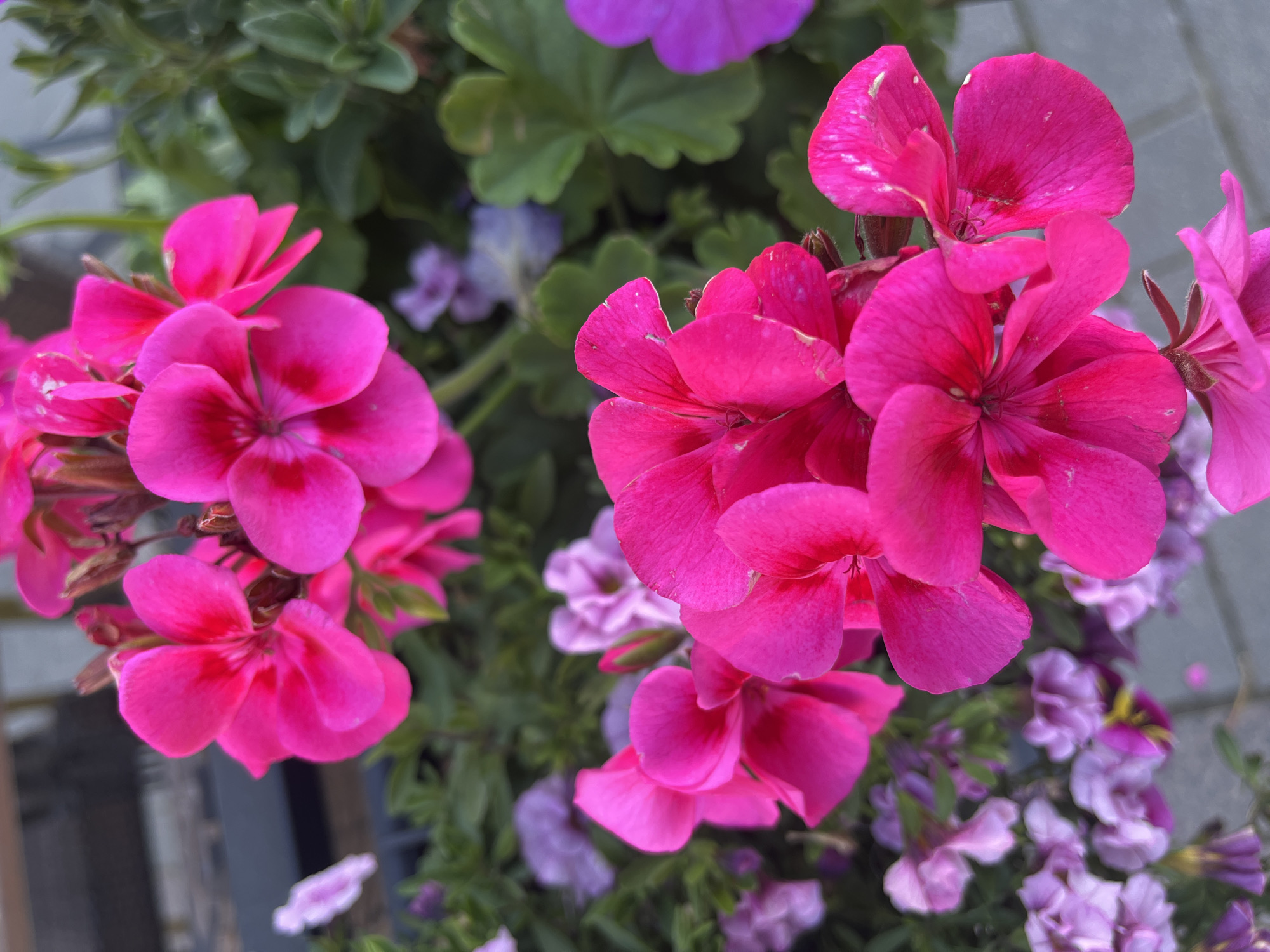 A close-up, eye-level, outdoor shot features several bright pink geranium flowers in bloom, with a blurred background of green leaves and lighter purple flowers. The flowers are vibrant and in sharp focus, their petals catching the light. The scene appears to be a planter box or garden bed, likely in a public space given the hint of a paved surface visible in the lower right corner, suggesting a pathway or patio. The image does not depict any people or specific landmarks that would allow for precise identification of a location within Oulu, Finland. The overall impression is one of natural beauty and a well-maintained urban planting.