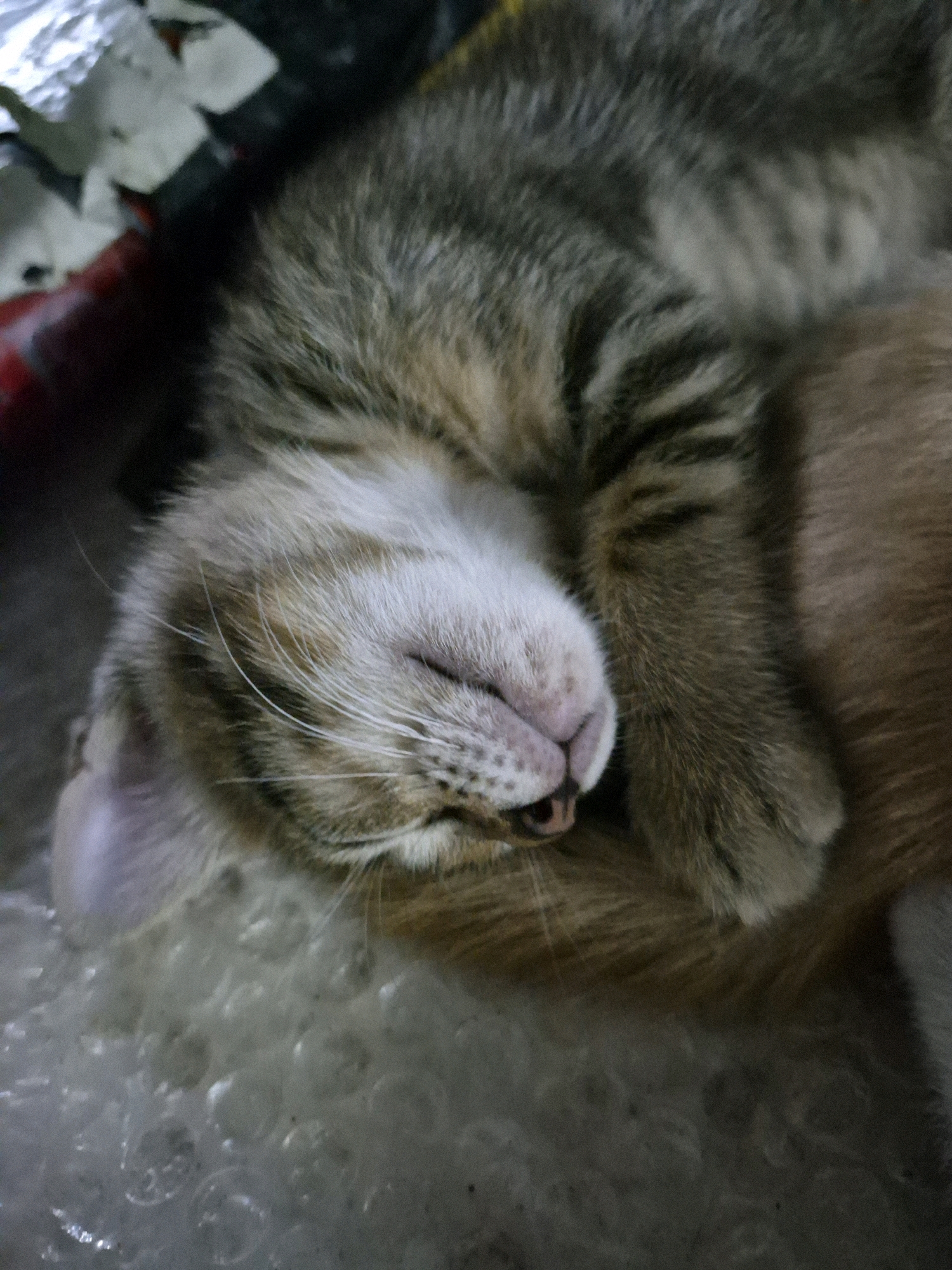 A close-up, overhead shot shows a tabby cat sleeping. The cat's face is turned to the left, with its eyes closed and one paw covering its face. Its fur is striped with brown, grey, and white. The cat is lying on a surface that appears to be bubble wrap, with some crumpled paper or fabric visible in the upper left corner. The lighting is dim, casting shadows and highlighting the texture of the cat's fur and the bubble wrap. The scene is devoid of any human presence or activity, suggesting a private, domestic setting. There is no identifiable information within the image that would indicate a specific location in Dukuhrejo, Indonesia.