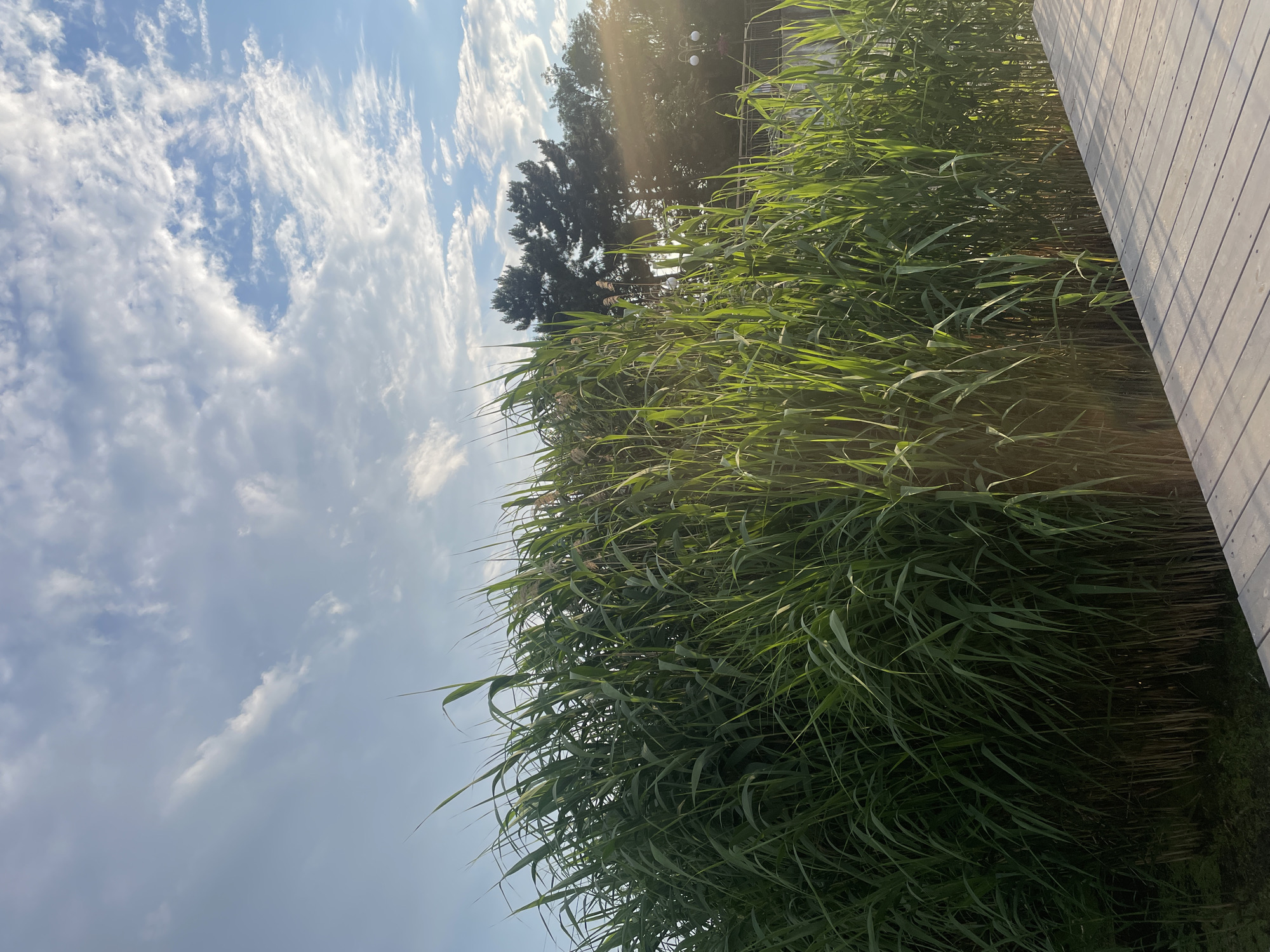 This is a vertical, eye-level shot of a lush patch of tall green reeds bordering a wooden walkway. The reeds dominate the right two-thirds of the frame, their slender leaves catching the sunlight. To the left, a vast expanse of blue sky is filled with scattered white clouds, some wispy and others more dense. Sunlight filters through the clouds, casting bright rays. In the upper left portion of the image, silhouetted trees are visible behind the reeds, suggesting a natural or park-like setting. The wooden walkway, made of light-colored planks, runs along the right edge of the image, disappearing into the reeds. The scene appears to be illuminated by natural light, indicative of daytime. The mood is serene and natural. No text is visible.
