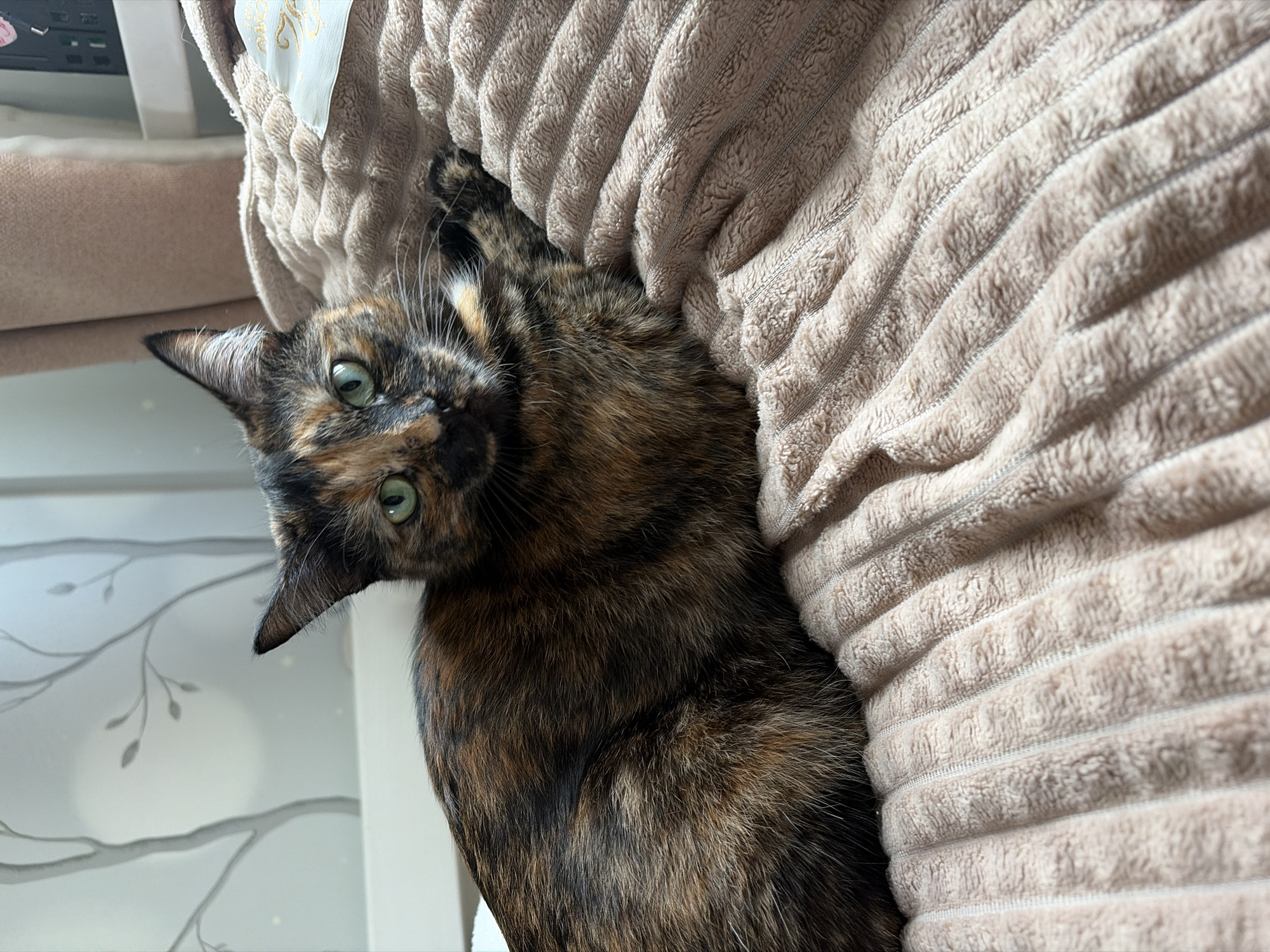 A tortoiseshell cat with green eyes is lying on a beige corduroy pillow. The cat is facing the camera with its head tilted. The background shows a white wall with a faint tree branch pattern. The location is Unknown, Unknown.