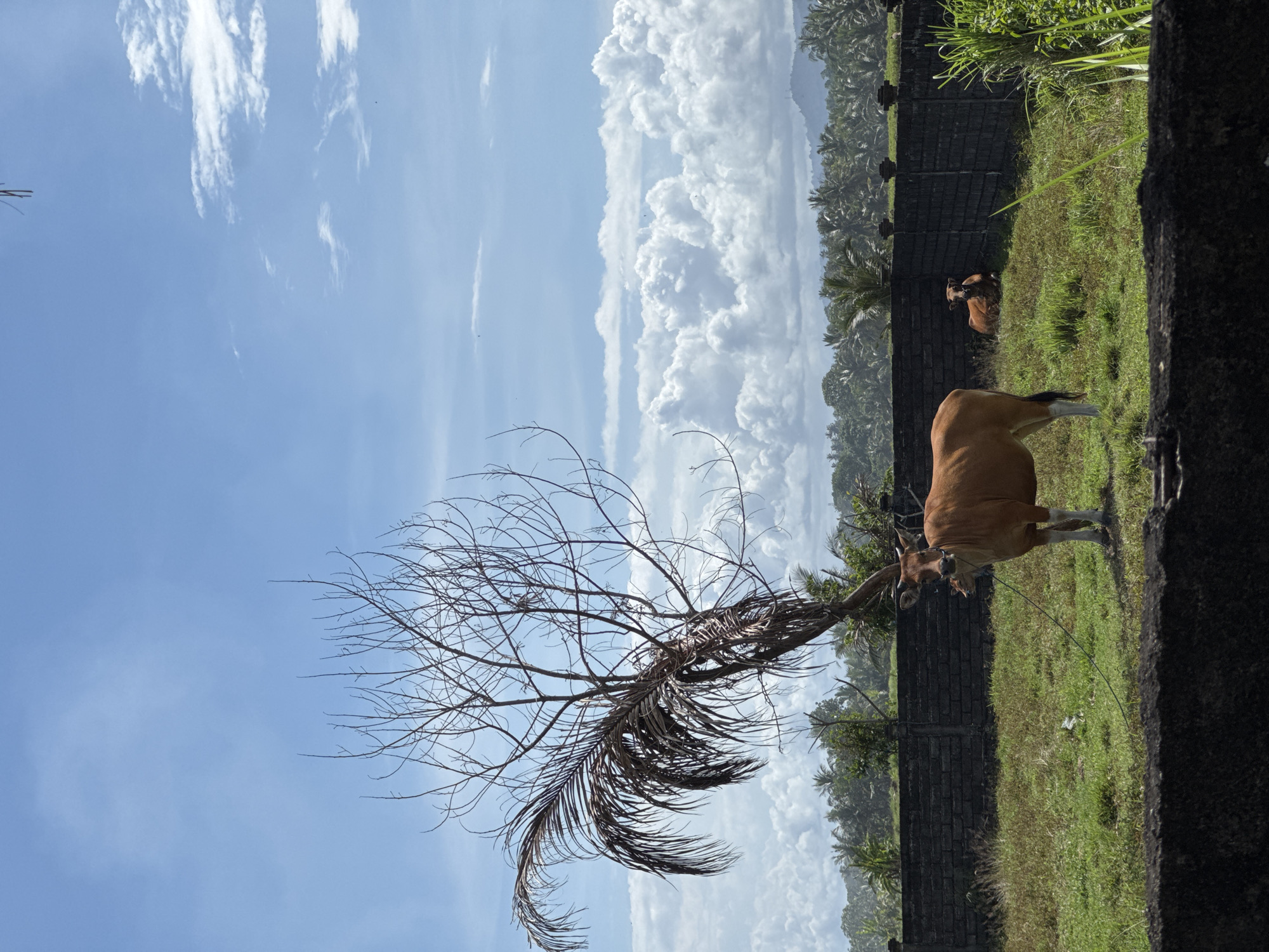 The image, taken in Selemadeg Timur, Indonesia, shows a rural scene. In the foreground and mid-ground, two brown cattle are grazing on a grassy area. Behind them is a dark stone wall with green vegetation growing along the top. Beyond the wall are numerous palm trees and other tropical plants. A leafless palm tree stands prominently in the lower left of the frame. The sky above is partly cloudy, with patches of blue visible.