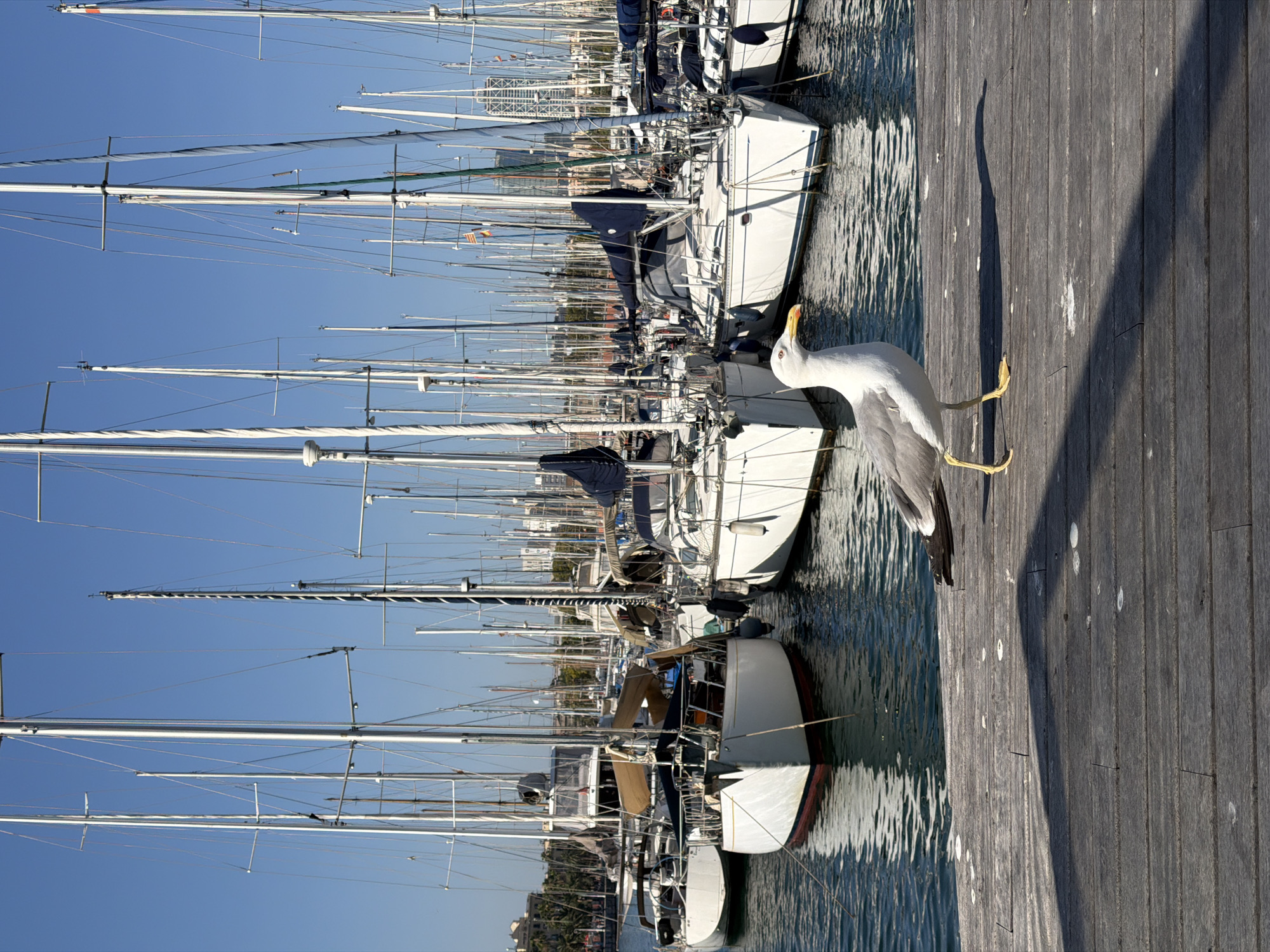 In Barcelona, Spain, a solitary seagull walks along a wooden pier, its shadow cast long by the midday sun. The seagull, with its white and gray plumage and yellow legs, is the primary subject in the foreground. Behind the pier, a fleet of sailboats are moored in a marina under a clear blue sky. The yachts, with their tall masts and white hulls, create a striking contrast against the water and the sky. In the background, the cityscape of Barcelona is visible, with buildings and palm trees suggesting a Mediterranean setting. The water in the marina is calm, reflecting the boats and the sky.
