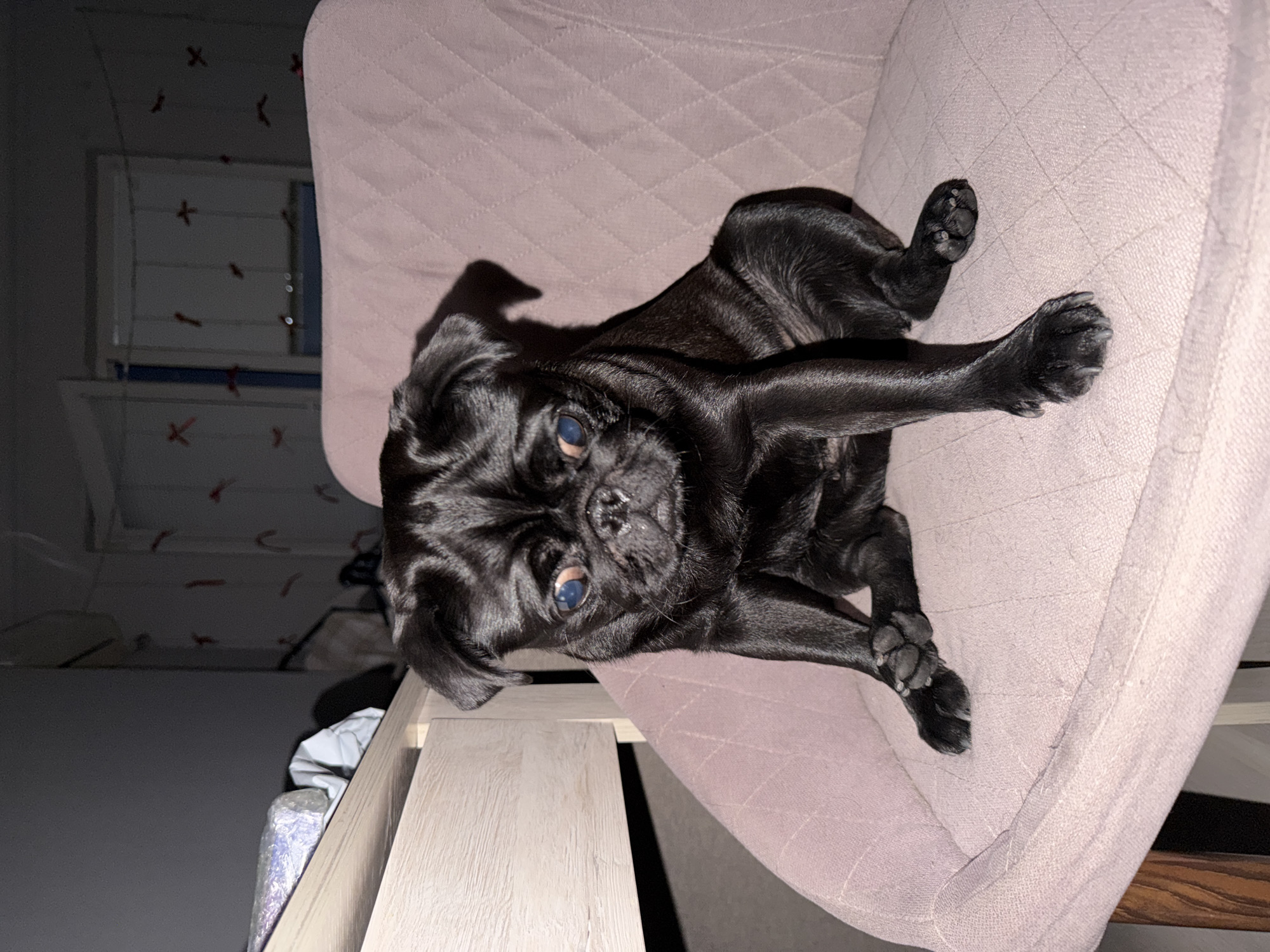 A black pug sits on a quilted pink chair, facing the camera. The pug has large, dark eyes and a wrinkled snout. The background is dimly lit and shows a bed with bedding, a wooden furniture piece, and a window with red decorations hanging on it. The scene appears to be indoors, possibly a bedroom. There is no indication of the city of Sirius, Russia.