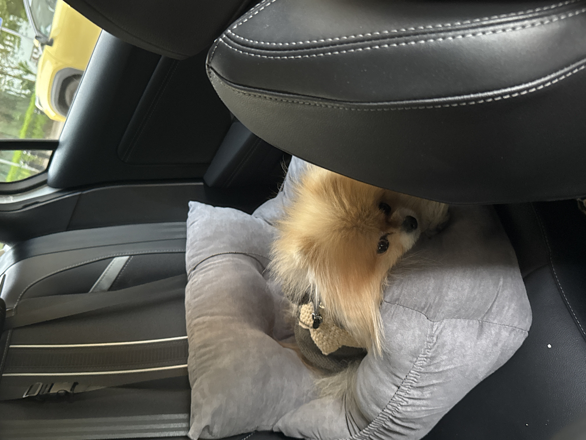 A tan Pomeranian dog rests in a gray dog bed inside a car. The dog is partially obscured by the headrest of a black leather seat. A seatbelt is visible across the back seat. A yellow car is seen through the window. It is not possible to determine the location as Warsaw, Poland, with the information given.