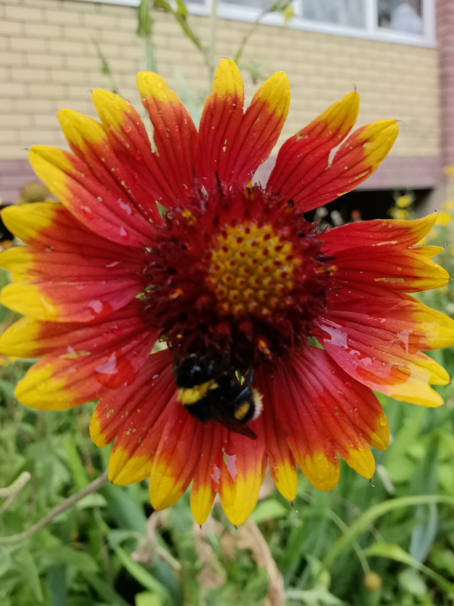 A close-up, eye-level shot captures a bee actively collecting pollen from a vibrant red and yellow daisy-like flower, which is dotted with water droplets. The flower's petals are a gradient of deep red in the center, transitioning to bright yellow at the tips. The bee, with its fuzzy black and yellow body, is partially obscured as it burrows into the flower's center. In the blurred background, a brick building with white-trimmed windows and green foliage are visible, suggesting an outdoor setting. The image appears to be taken in a garden or park.
