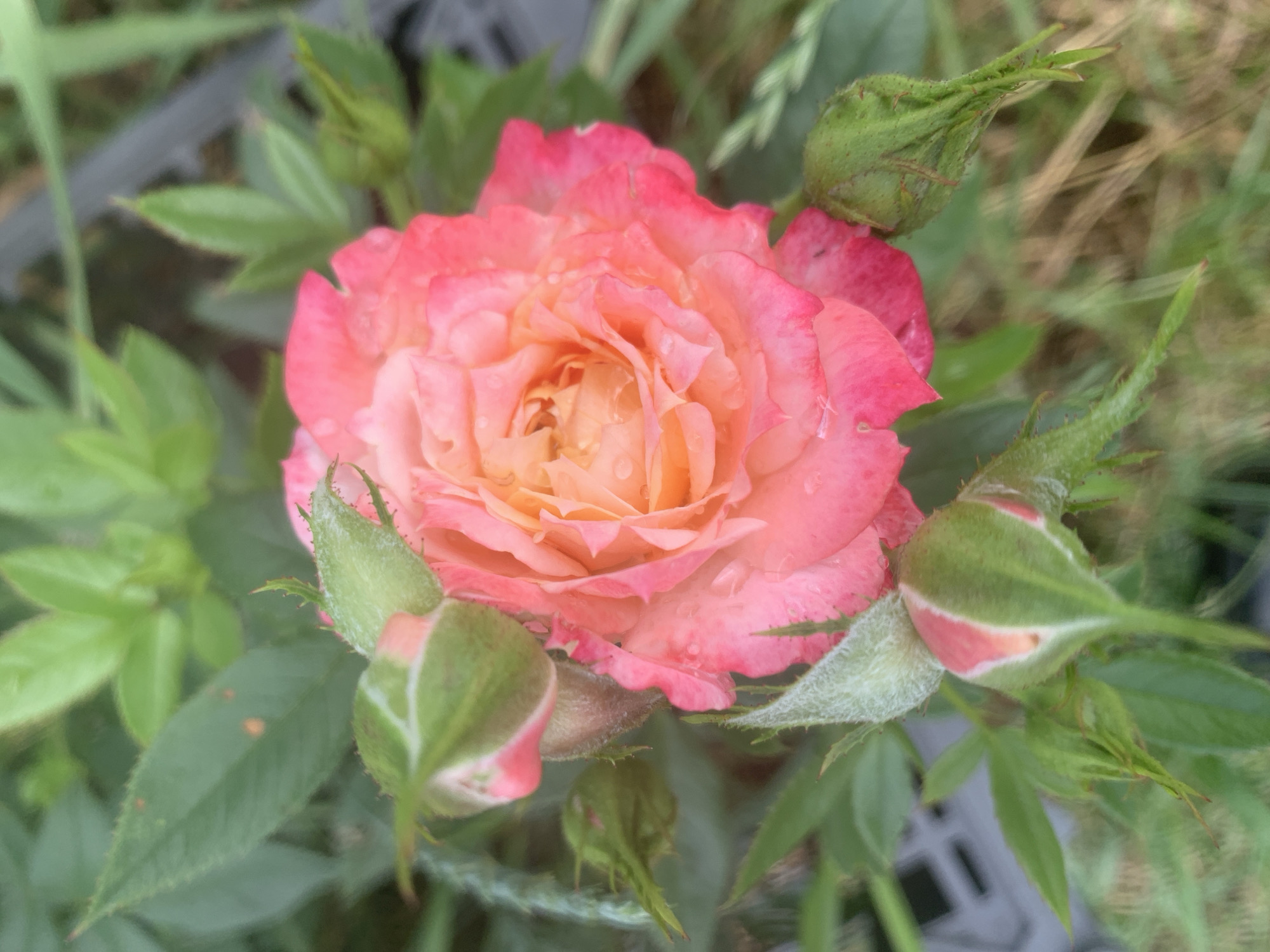 A close-up, top-down view captures a blooming pink and orange rose with water droplets on its petals, surrounded by several green rosebuds and foliage. The background is softly blurred, showing hints of green leaves, dry grass, and a grey, textured surface, possibly a plastic planter or crate. The lighting is natural, suggesting an outdoor setting. No people are present.