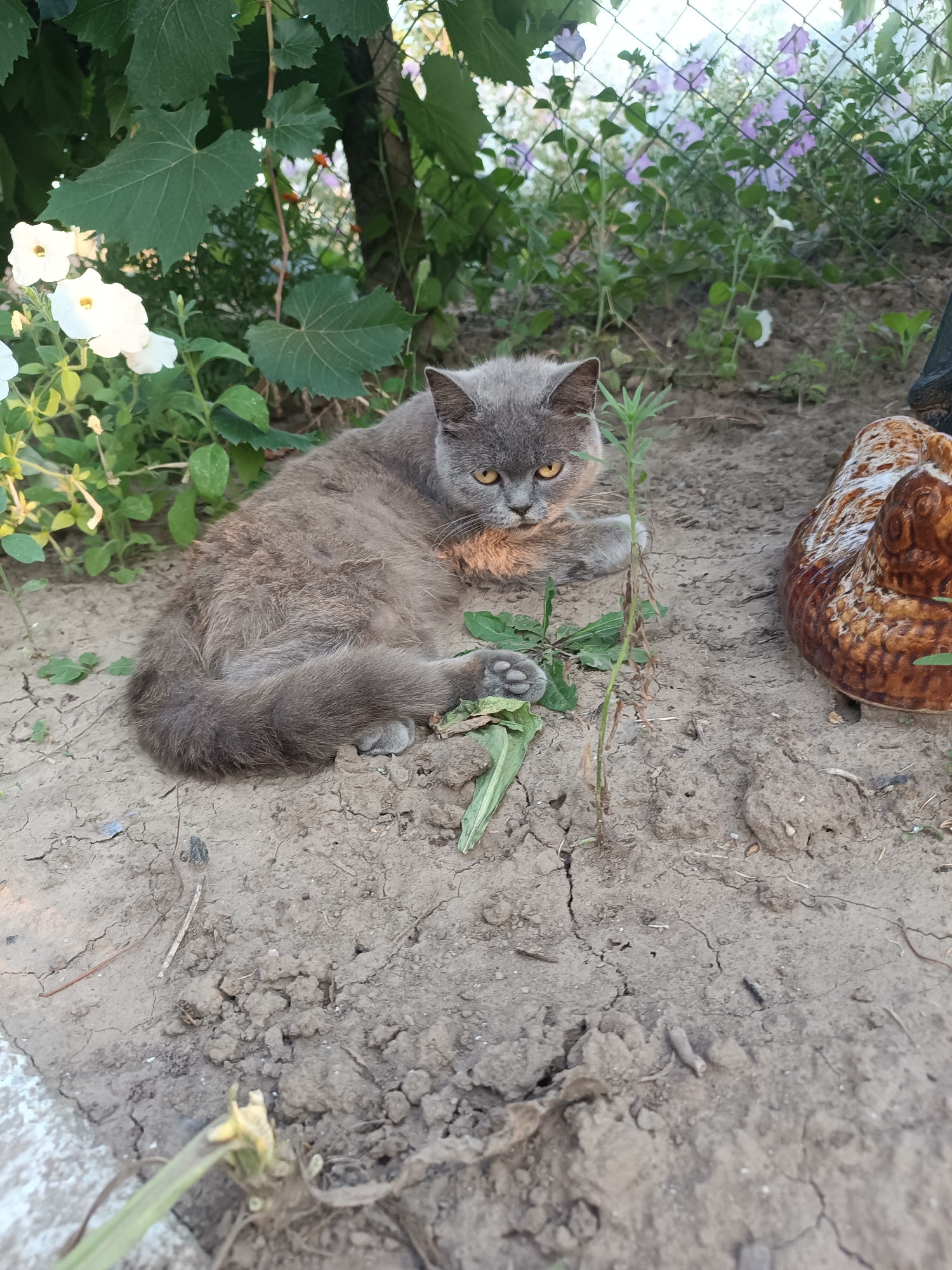 A grey cat with yellow eyes lies on dry, cracked soil next to a ceramic garden ornament resembling a bird. The cat is partially obscured by green foliage and white flowers on the left, and a fence with purple flowers is visible in the background. The scene appears to be outdoors in a residential area, possibly a garden, in Vypasne, Ukraine.
