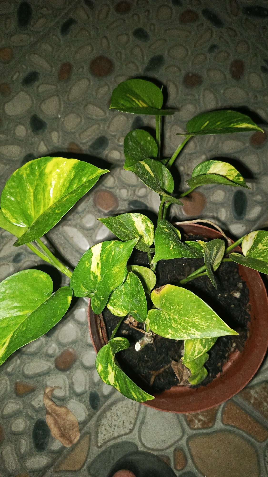 An overhead shot focuses on a potted Epipremnum aureum, commonly known as Golden Pothos, with vibrant green leaves variegated with yellow. The plant sits in a brown plastic pot filled with dark soil, placed on a patterned tiled floor. The tiles are irregular in shape and vary in color from light gray and beige to brown and dark gray, resembling pebbles. A single dried brown leaf rests on the tiles near the pot. The lighting casts shadows, suggesting an indoor setting. The image appears to be taken in Babadan, Indonesia. There are no people or animals present.
