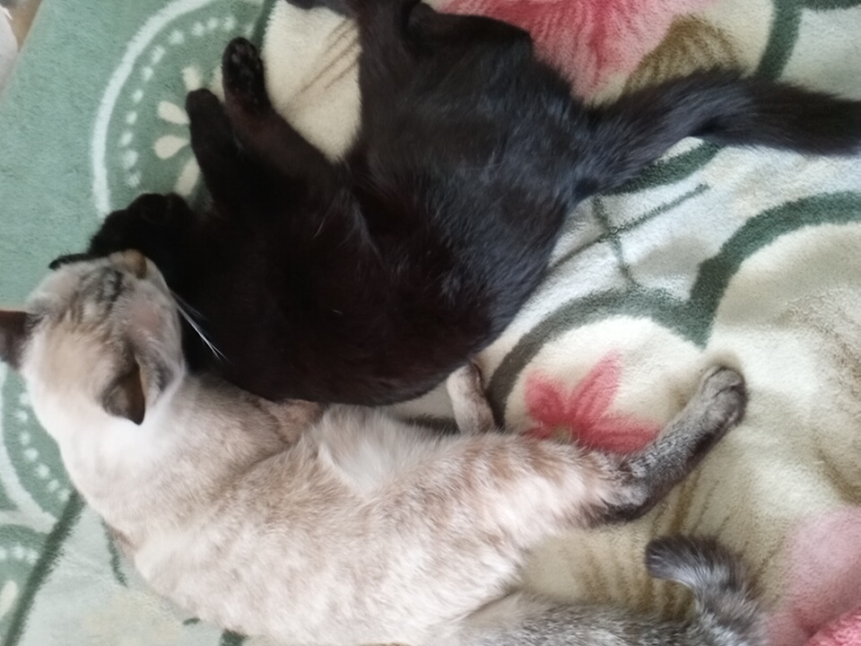 Two cats are sleeping on a blanket in what appears to be a home. One cat is black, and the other is light-colored with tabby markings. The black cat is lying on its back, with its legs extended. The lighter-colored cat is lying on its side, curled up next to the black cat. The blanket has a floral pattern with pink and green accents. The image was taken in Angren, Uzbekistan.