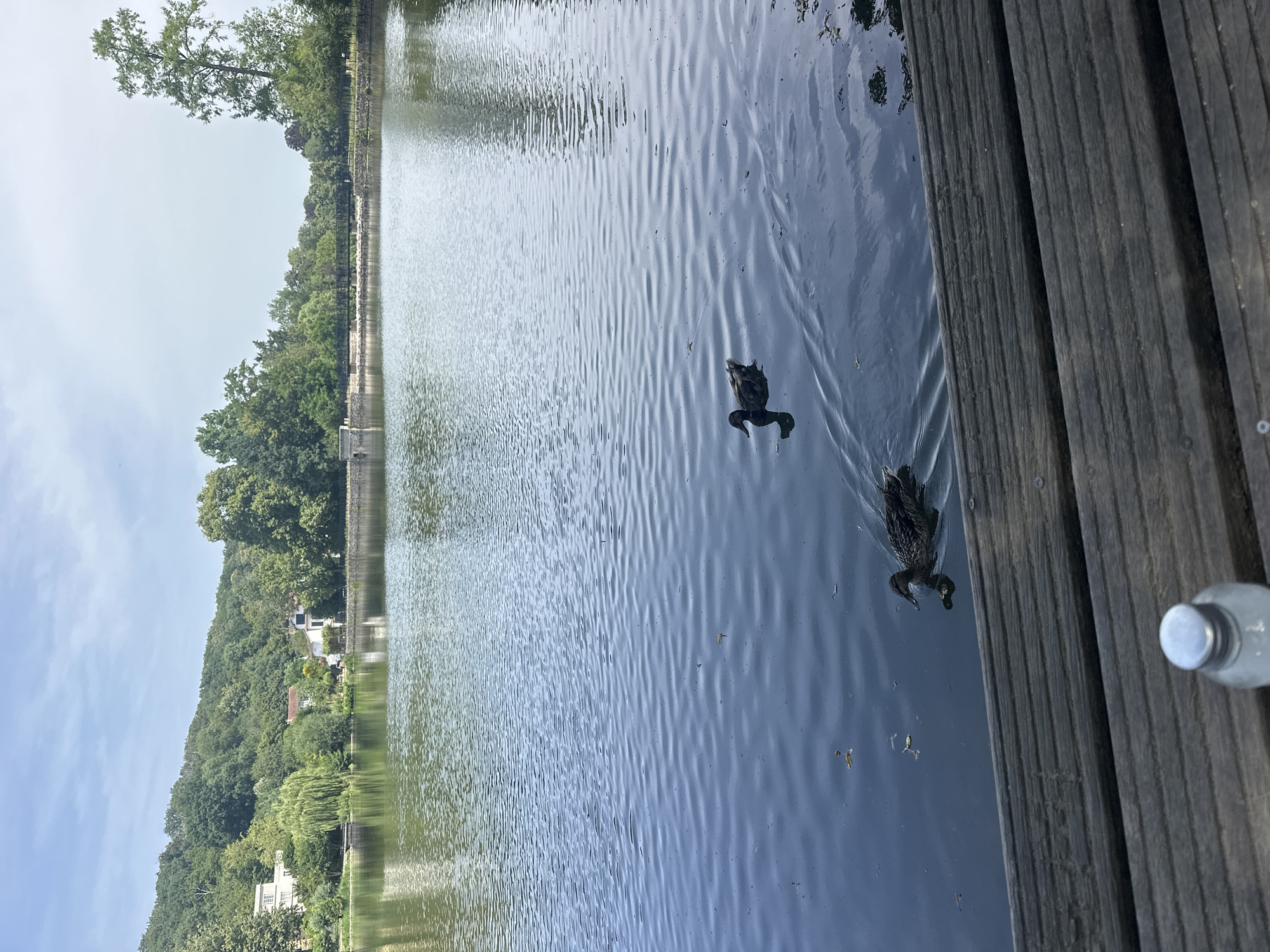 This media file shows a view of a calm lake in Ville-d'Avray, France. The lake is bordered by lush green trees and vegetation, with some buildings visible nestled amongst the foliage on a gentle slope. A wooden boardwalk runs along the right edge of the frame, with several planks running horizontally. Two dark-colored ducks are swimming in the water, creating ripples as they move. In the background, a tall tree with sparse leaves stands out against a bright, overcast sky. The scene appears peaceful and natural, possibly during the daytime with mild weather. A partially visible plastic bottle with a silver cap sits on the boardwalk in the foreground, suggesting human presence. No text is visible in the media file.