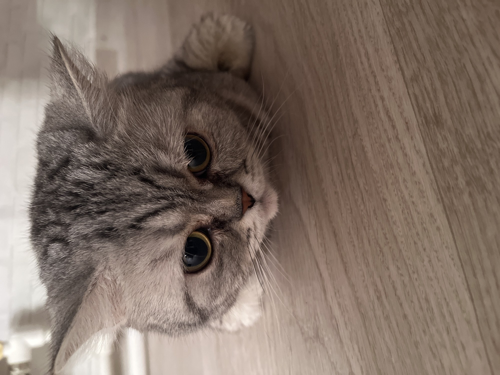 A close-up, high-angle portrait features a domestic cat, likely a British Shorthair or Scottish Fold due to its rounded face and thick fur, lying on a light-colored wooden surface. The cat's head occupies the left side of the frame, with its large, round, olive-green eyes gazing directly at the viewer, conveying an alert and curious expression.
The cat's fur is a striking mix of light grey and darker charcoal stripes, characteristic of a tabby pattern. Its nose is a soft pink, and prominent white whiskers extend from its muzzle. One ear is fully visible on the left, pointed upwards, while another ear is partially seen curled behind its head on the right. The texture of its fur is clearly discernible.
The background to the right and beneath the cat's head consists of light-colored wooden planks, suggesting an indoor setting with polished flooring or a wooden table. The lighting is soft and appears even. No specific activities are depicted beyond the cat observing the viewer. No text is visible in the image. The scene is situated in Chaikovsky, Russia.